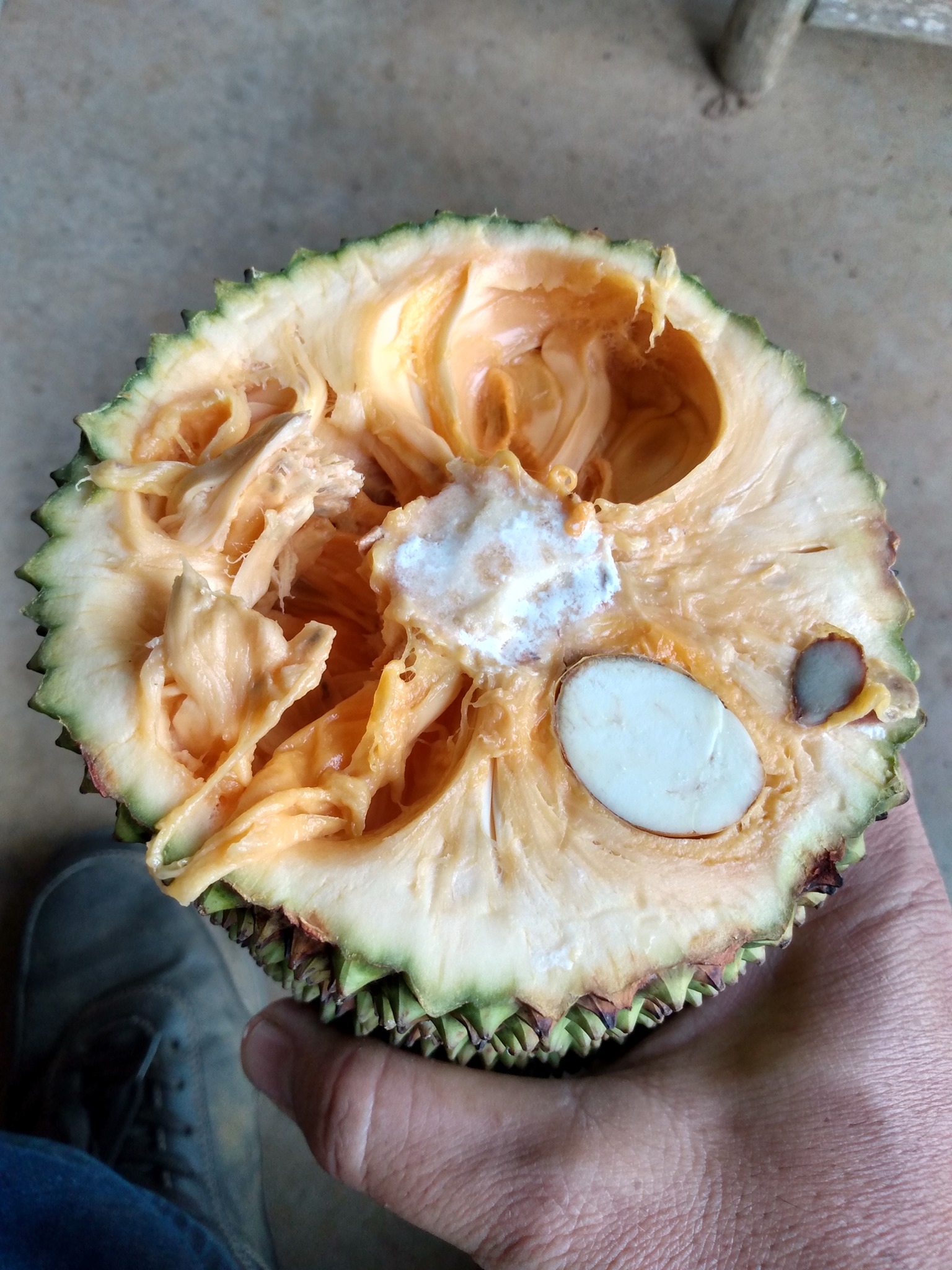 140日目:チェンペダックを食べた