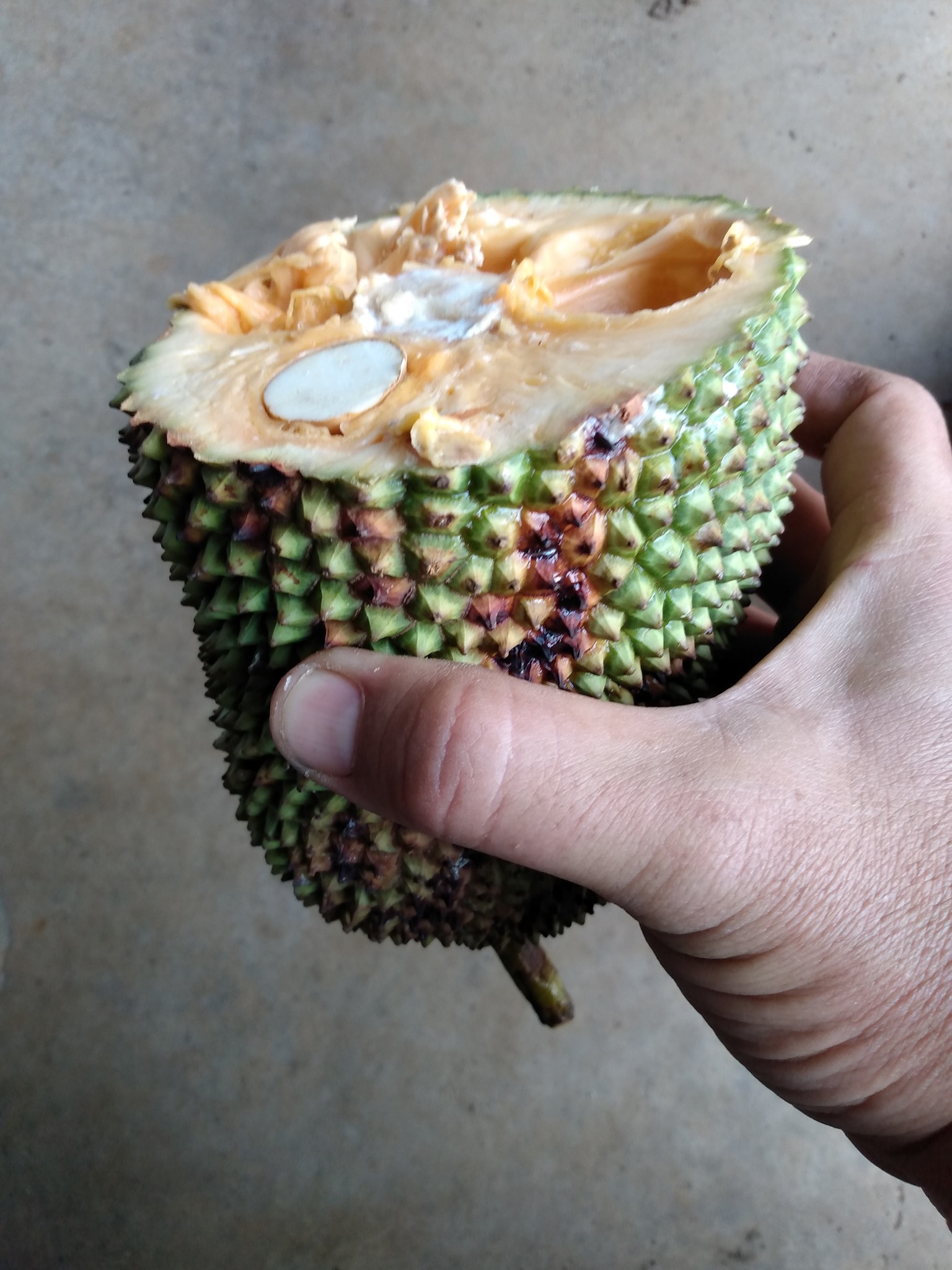 140日目:チェンペダックを食べた