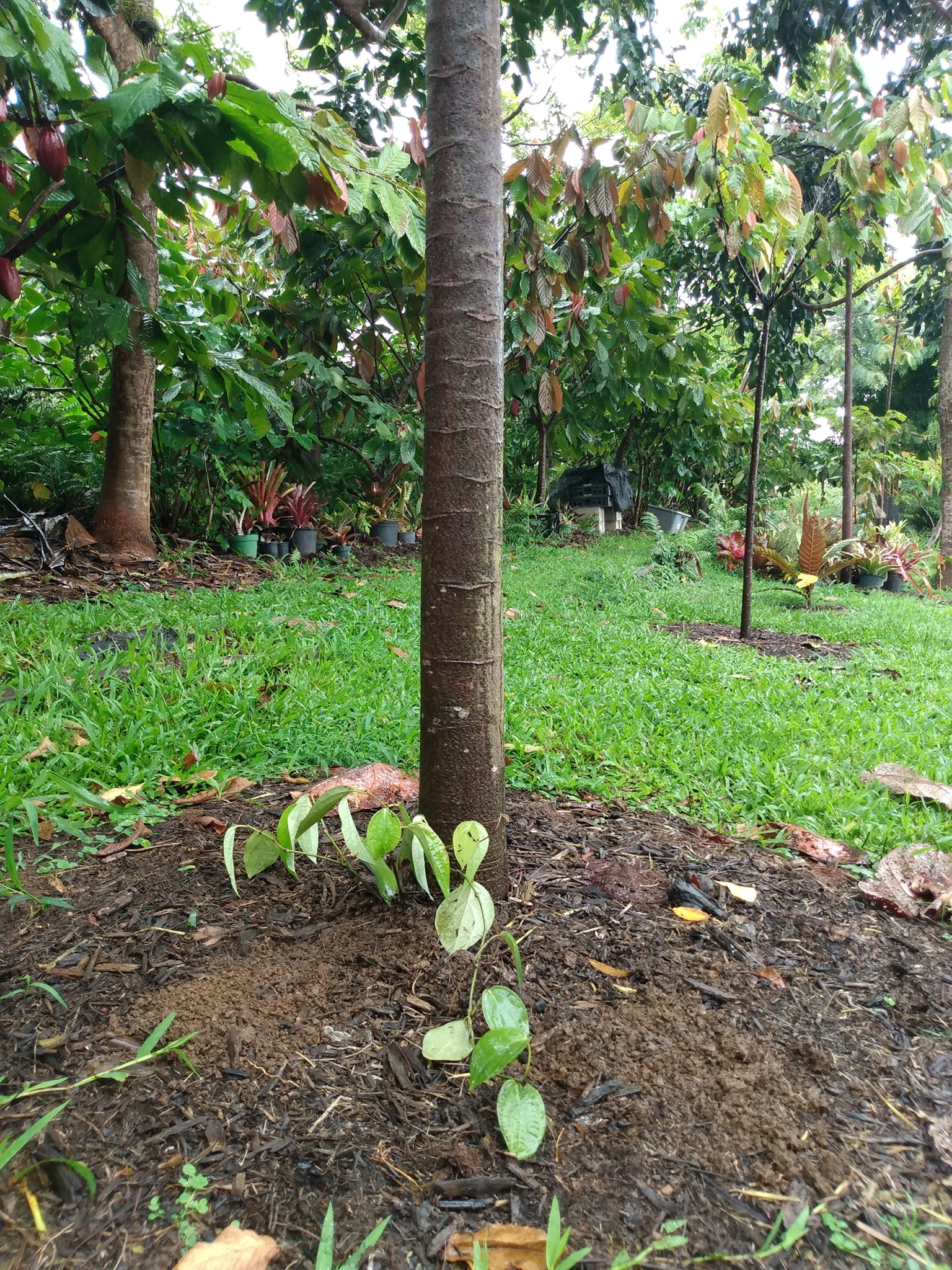 141日目:黒胡椒を植えた
