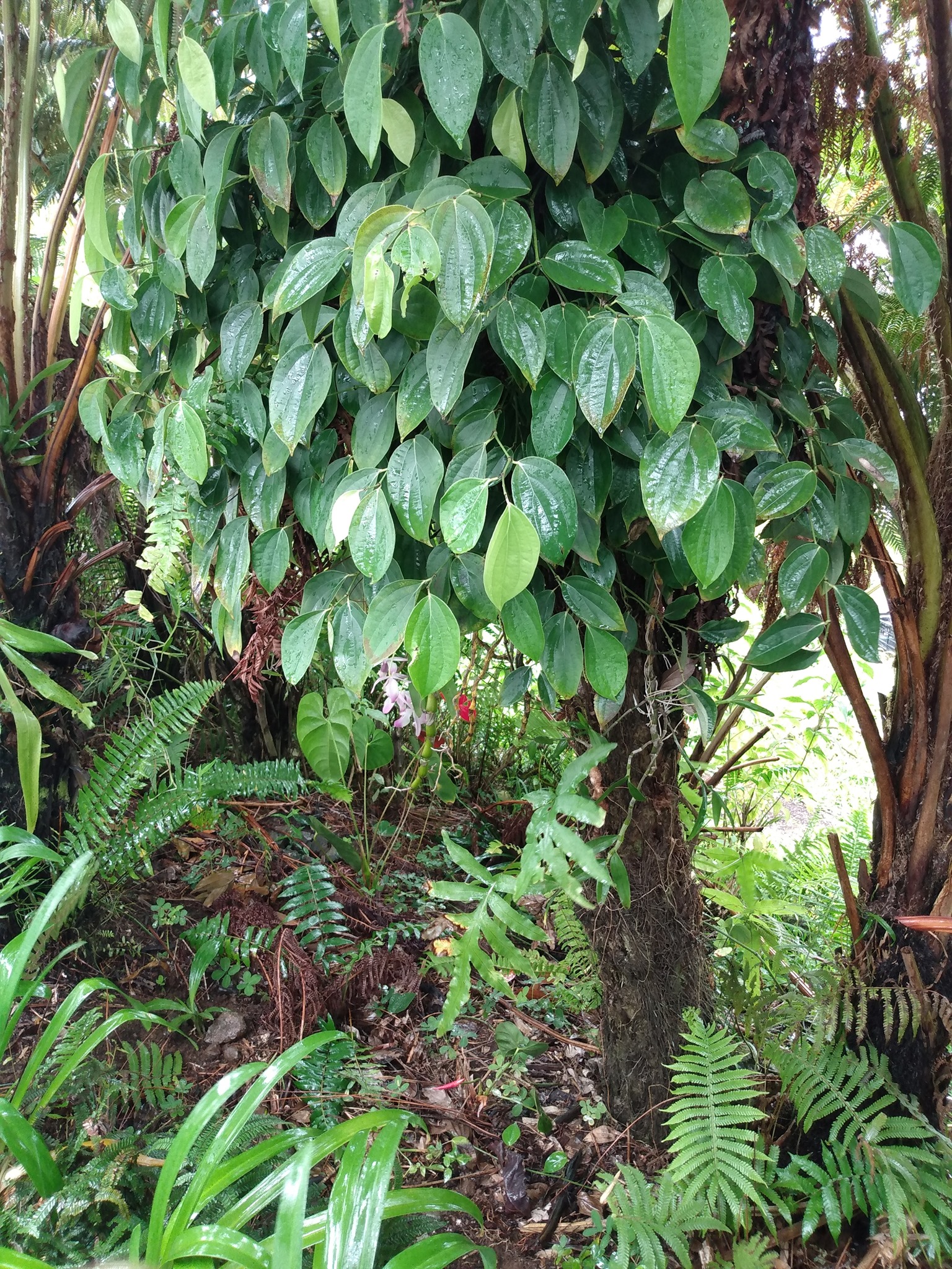 141日目:黒胡椒を植えた