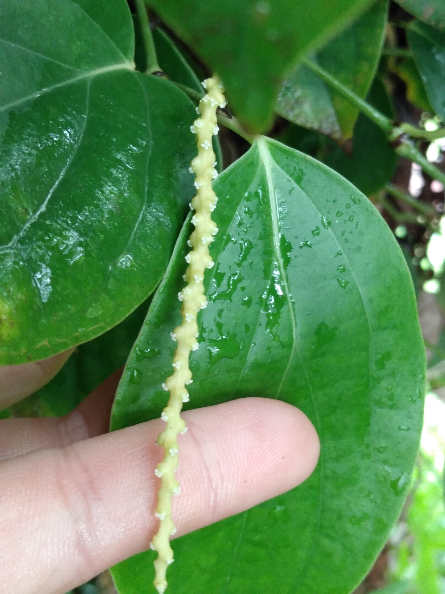 141日目:黒胡椒を植えた