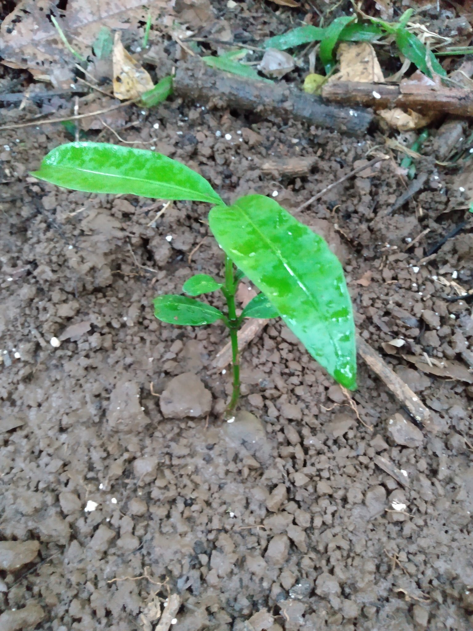 144日目:アチャチャを植えた