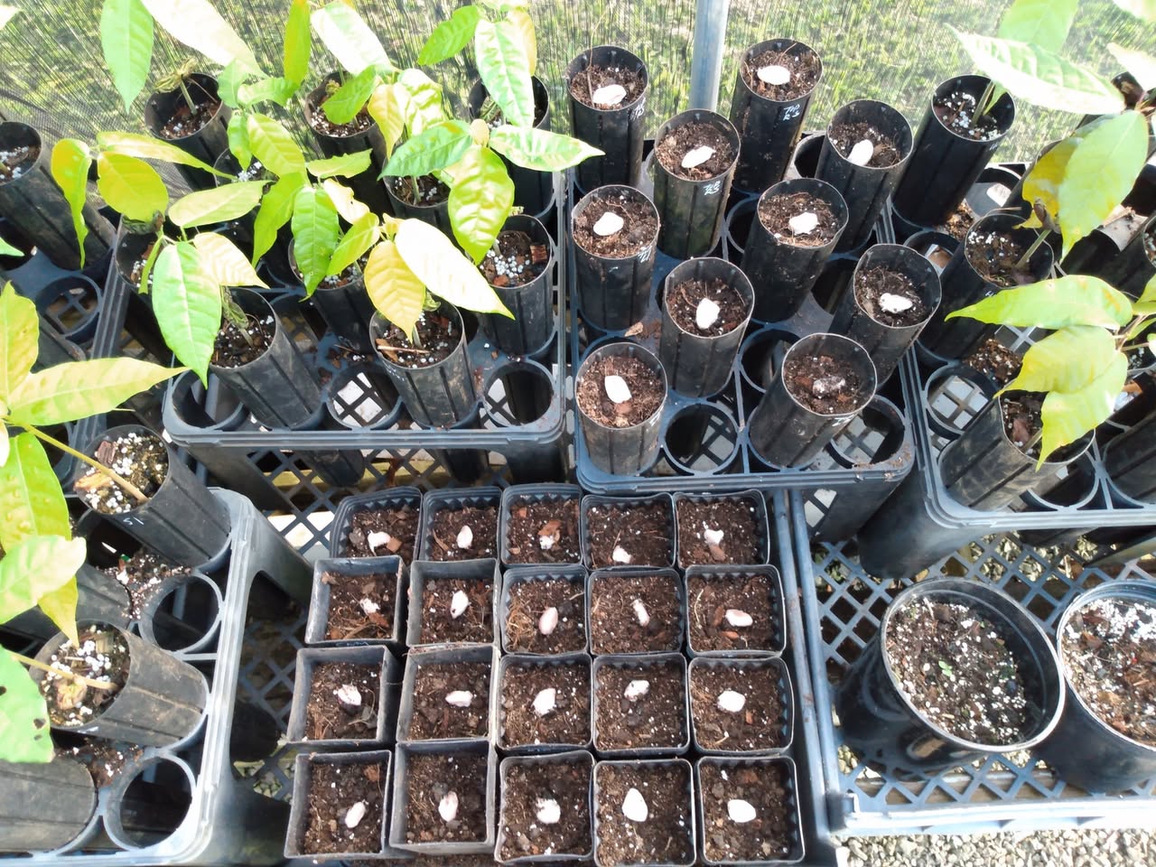 145日目:育苗場作業
