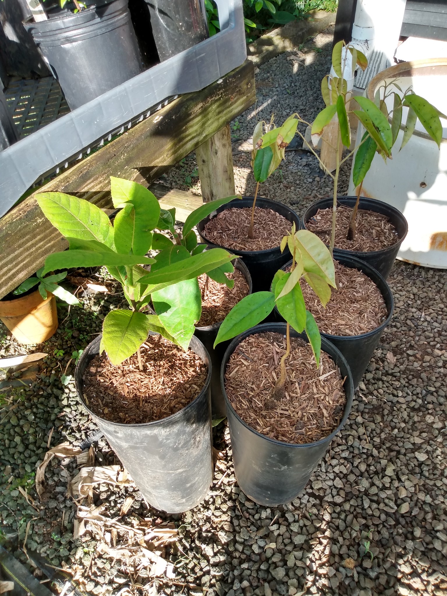 145日目:育苗場作業