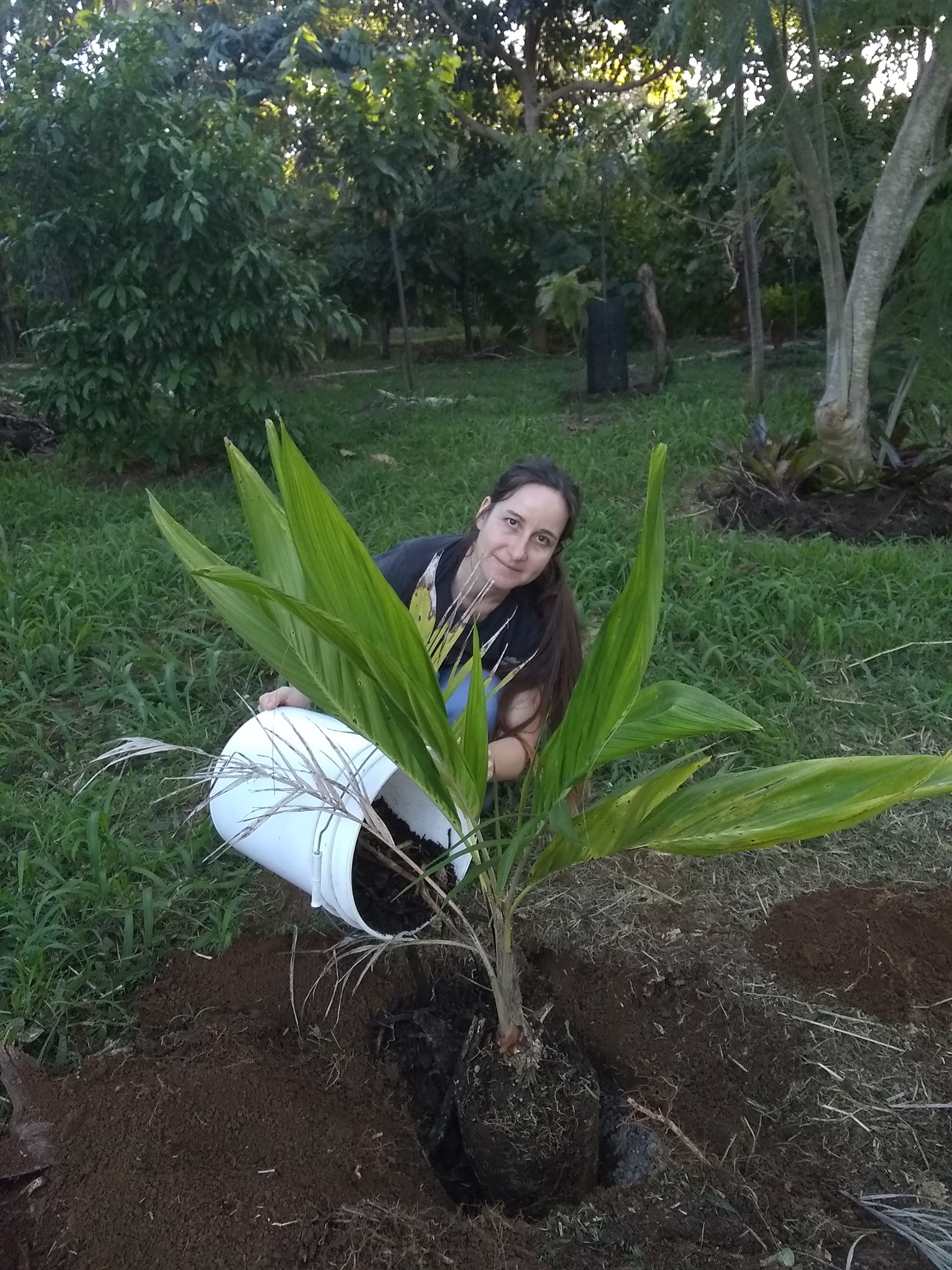 Day 15: Today we planted a peach palm. It's a clumping type palm that's mostly cultivate