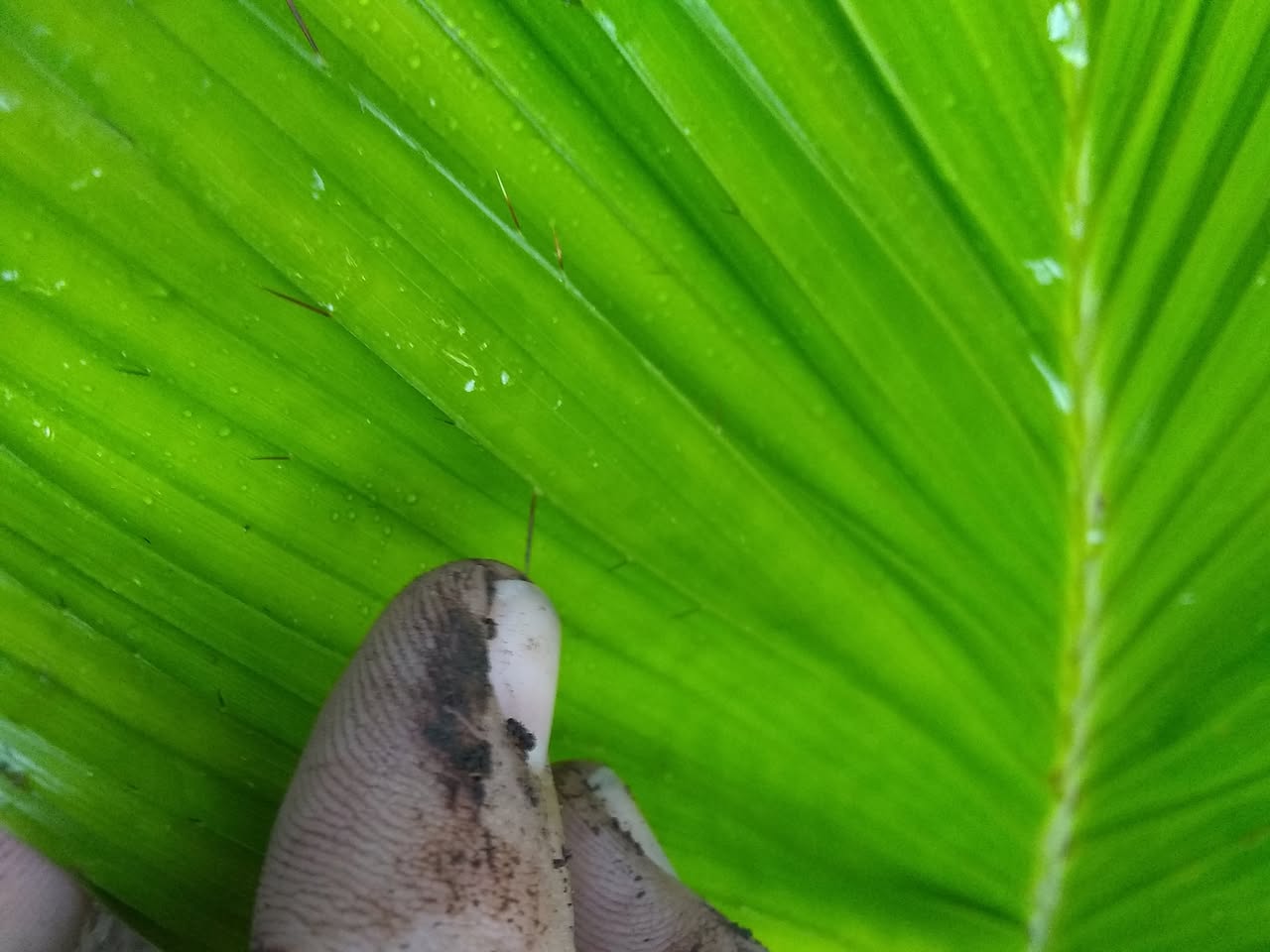 15日目:ピーチパームを植えた