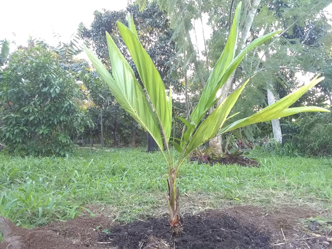 15日目:ピーチパームを植えた
