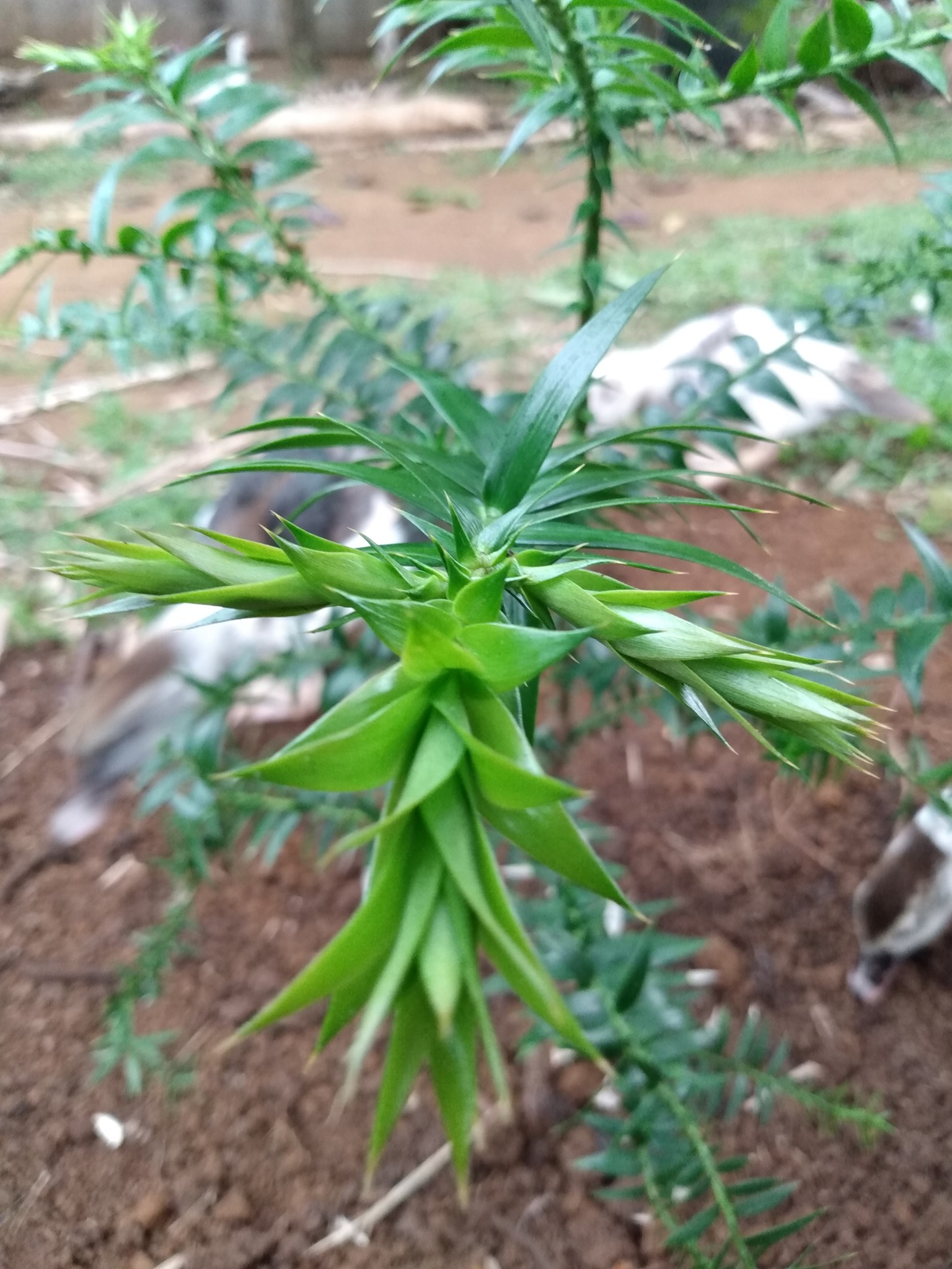 150日目:バニャ・パインを植えた