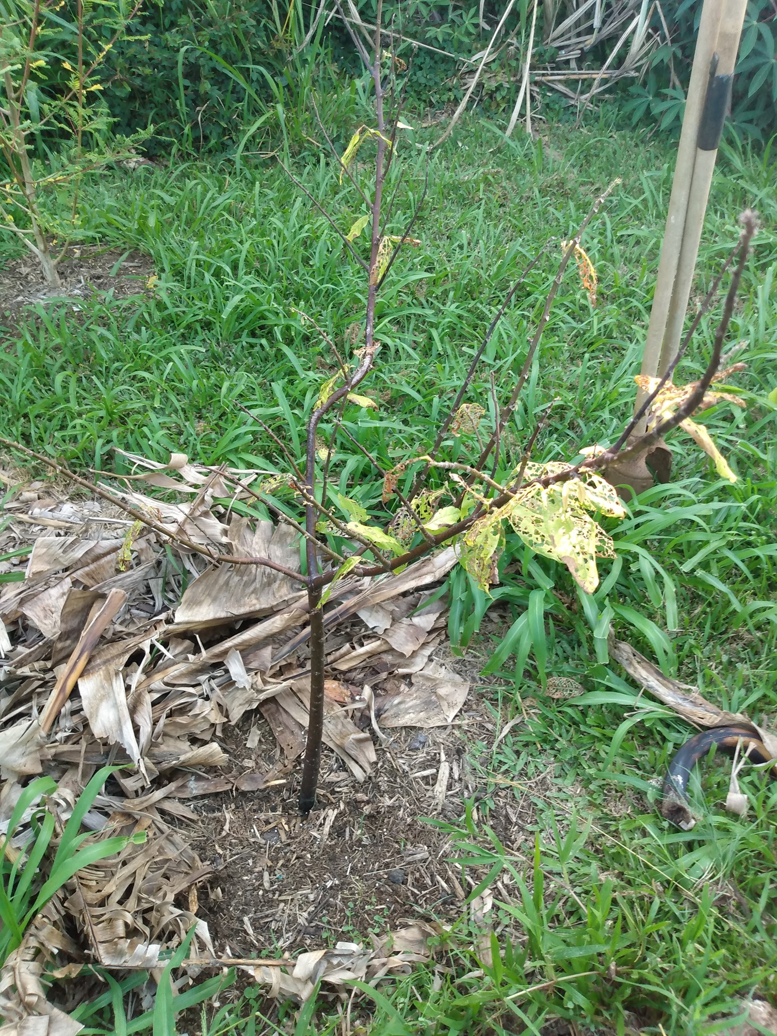 153日目:新しいカカオを植えた