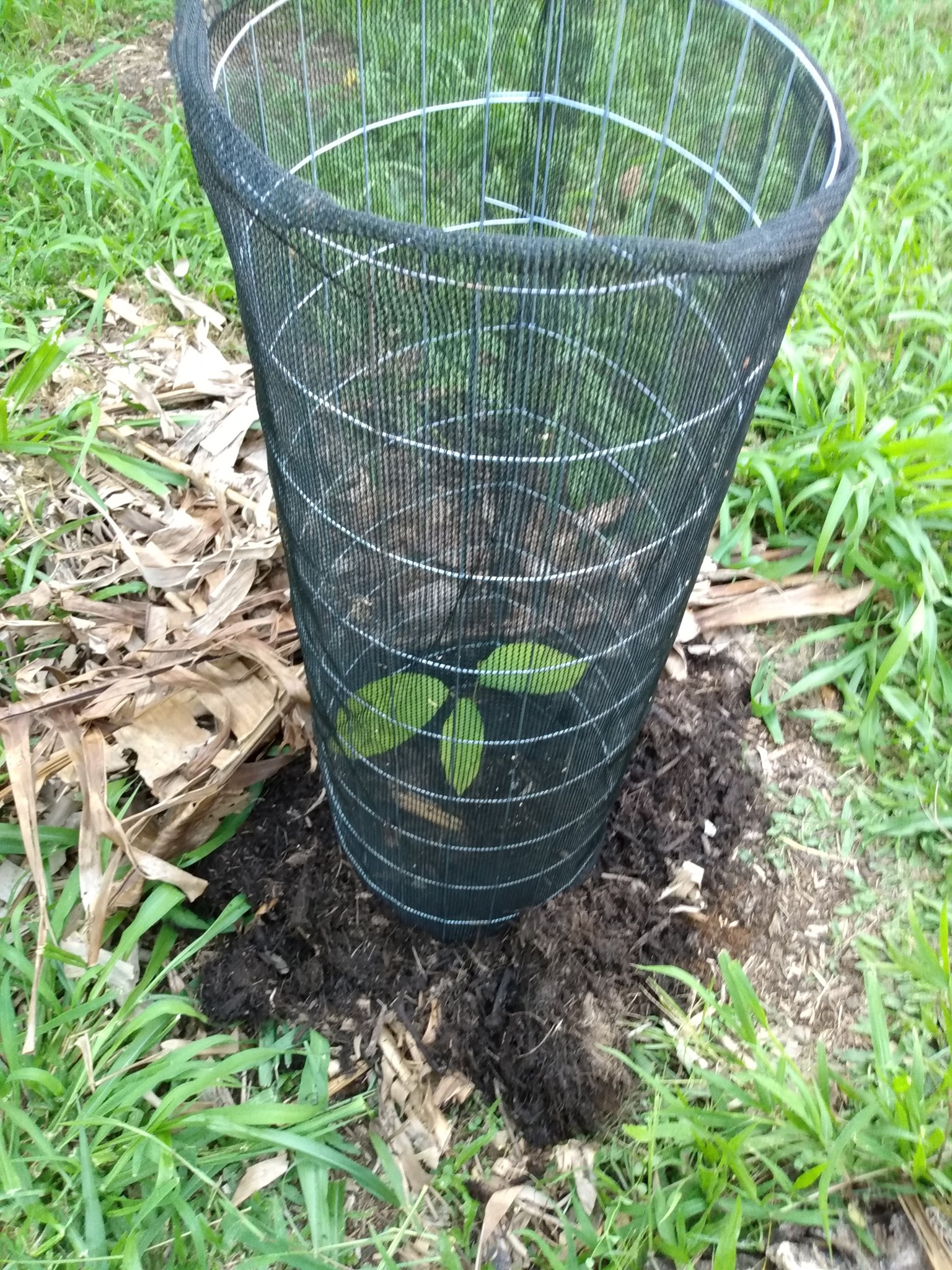 153日目:新しいカカオを植えた