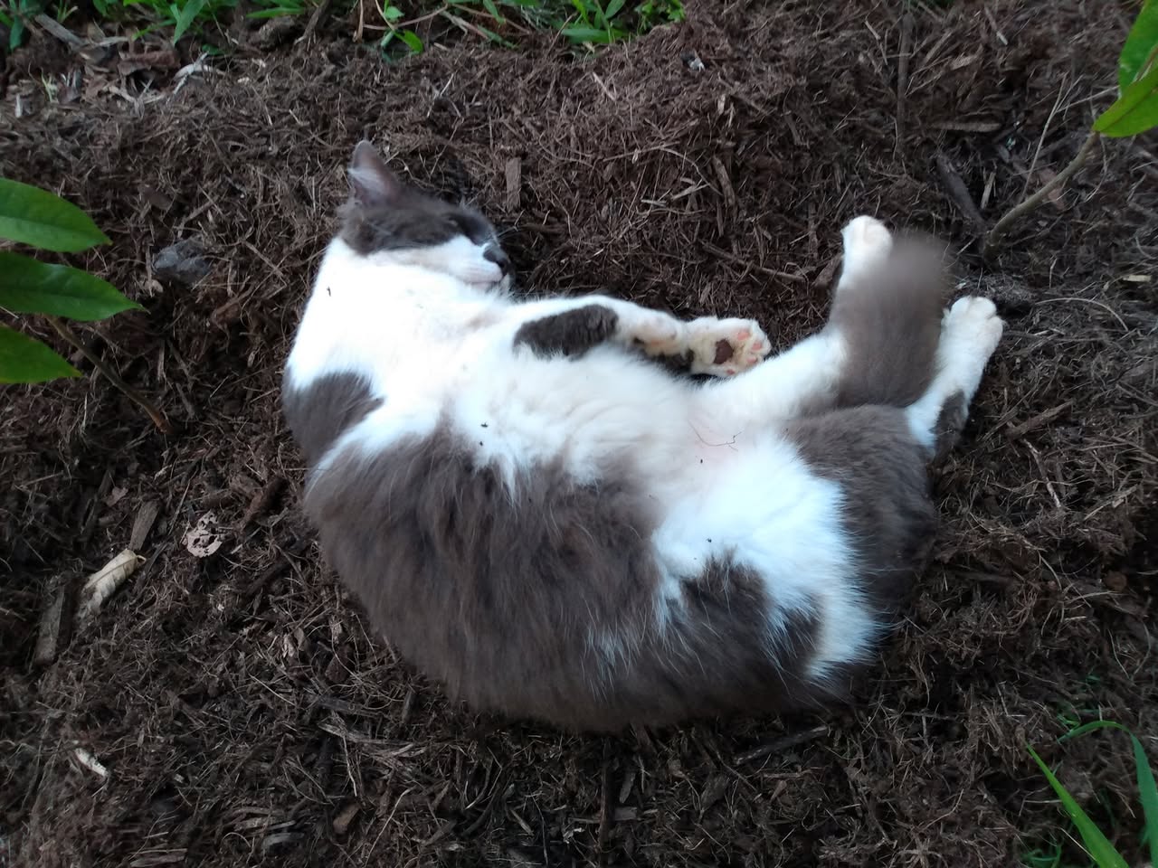 153日目:新しいカカオを植えた