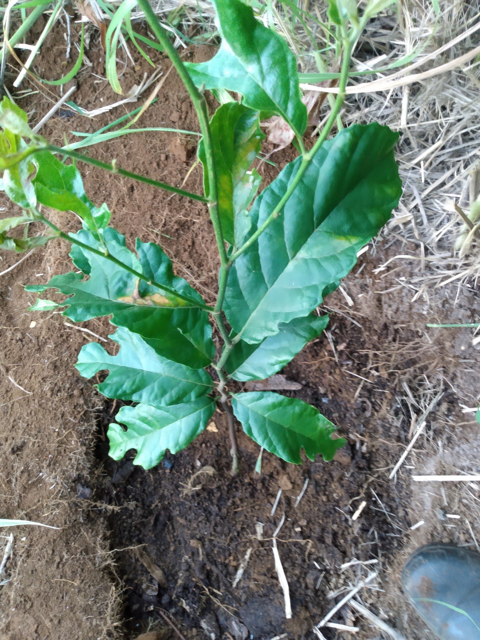 154日目:クワイムクを植えた