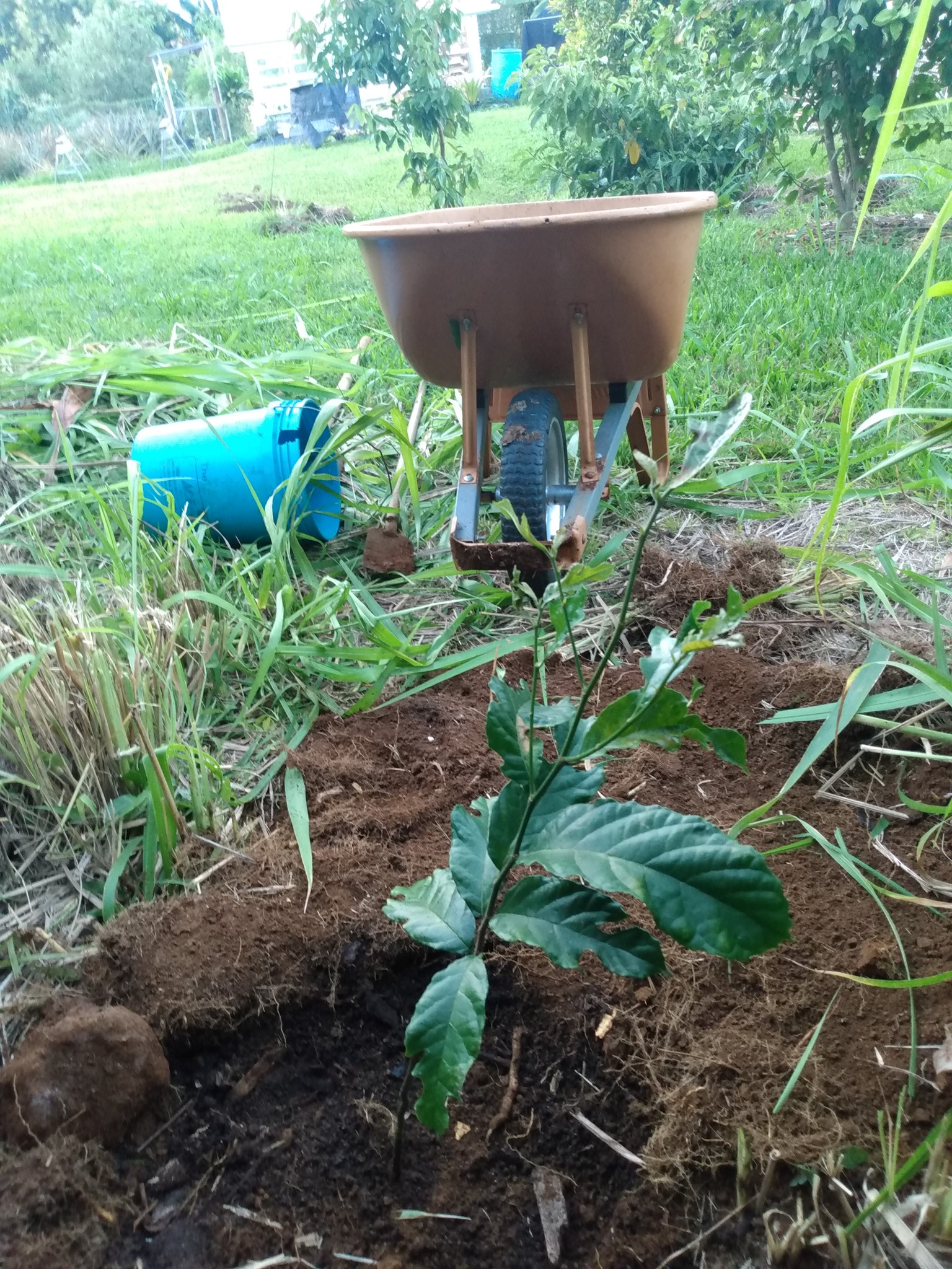 154日目:クワイムクを植えた