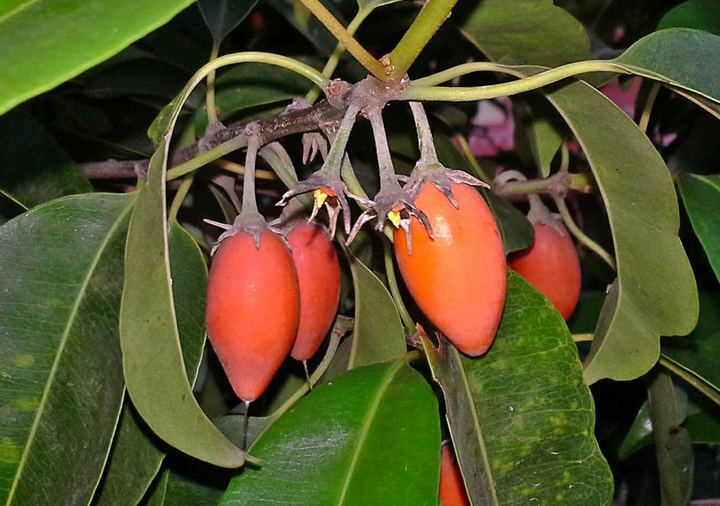 155日目:バクルを植えた