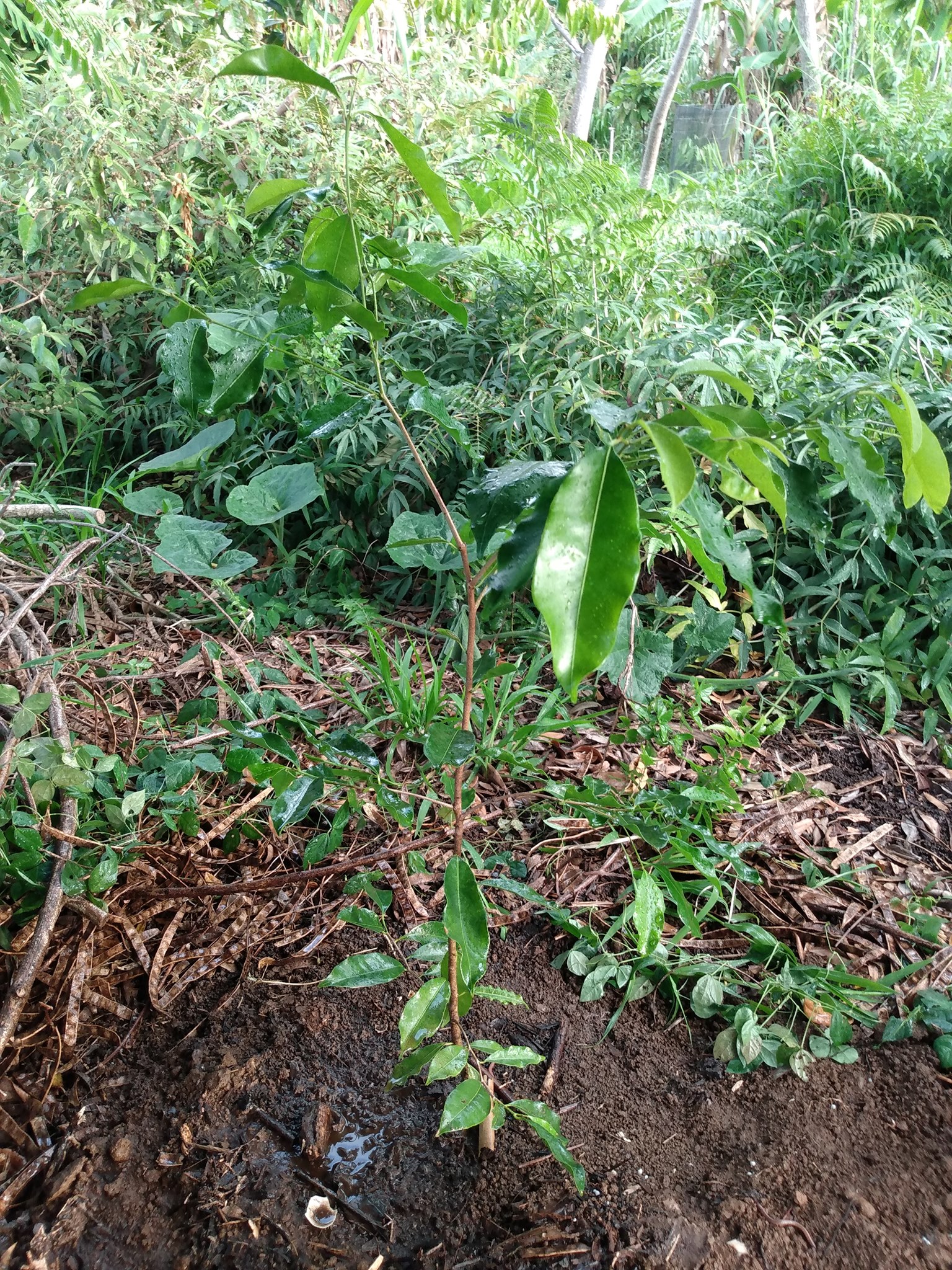 155日目:バクルを植えた