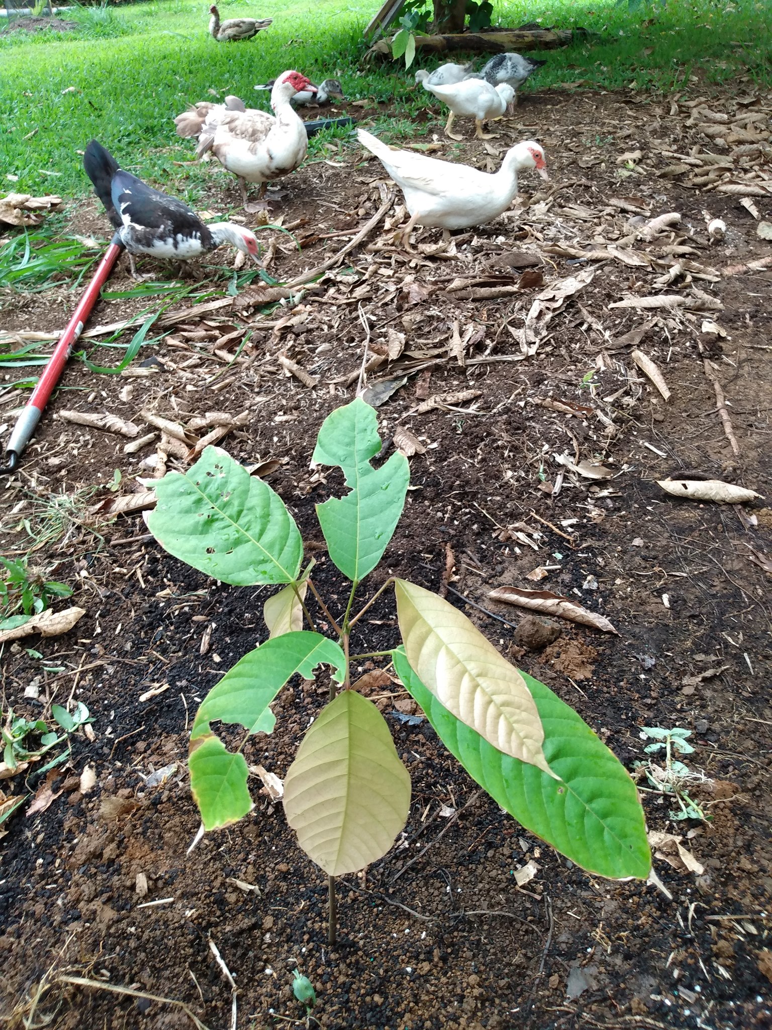 157日目:カカオを植えた