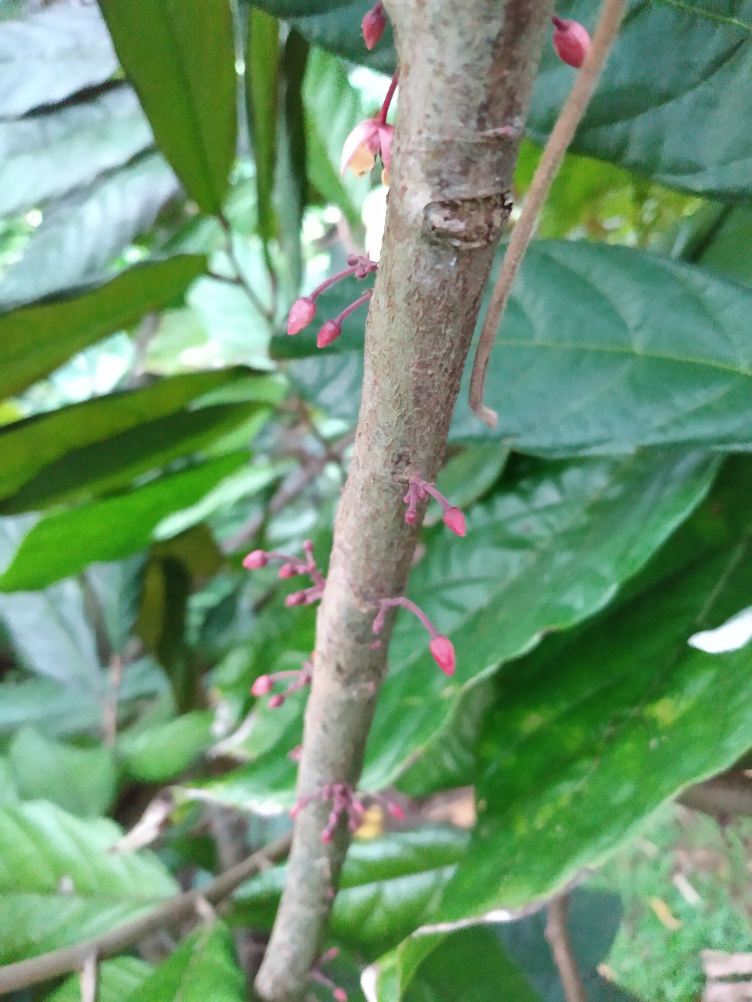 157日目:カカオを植えた