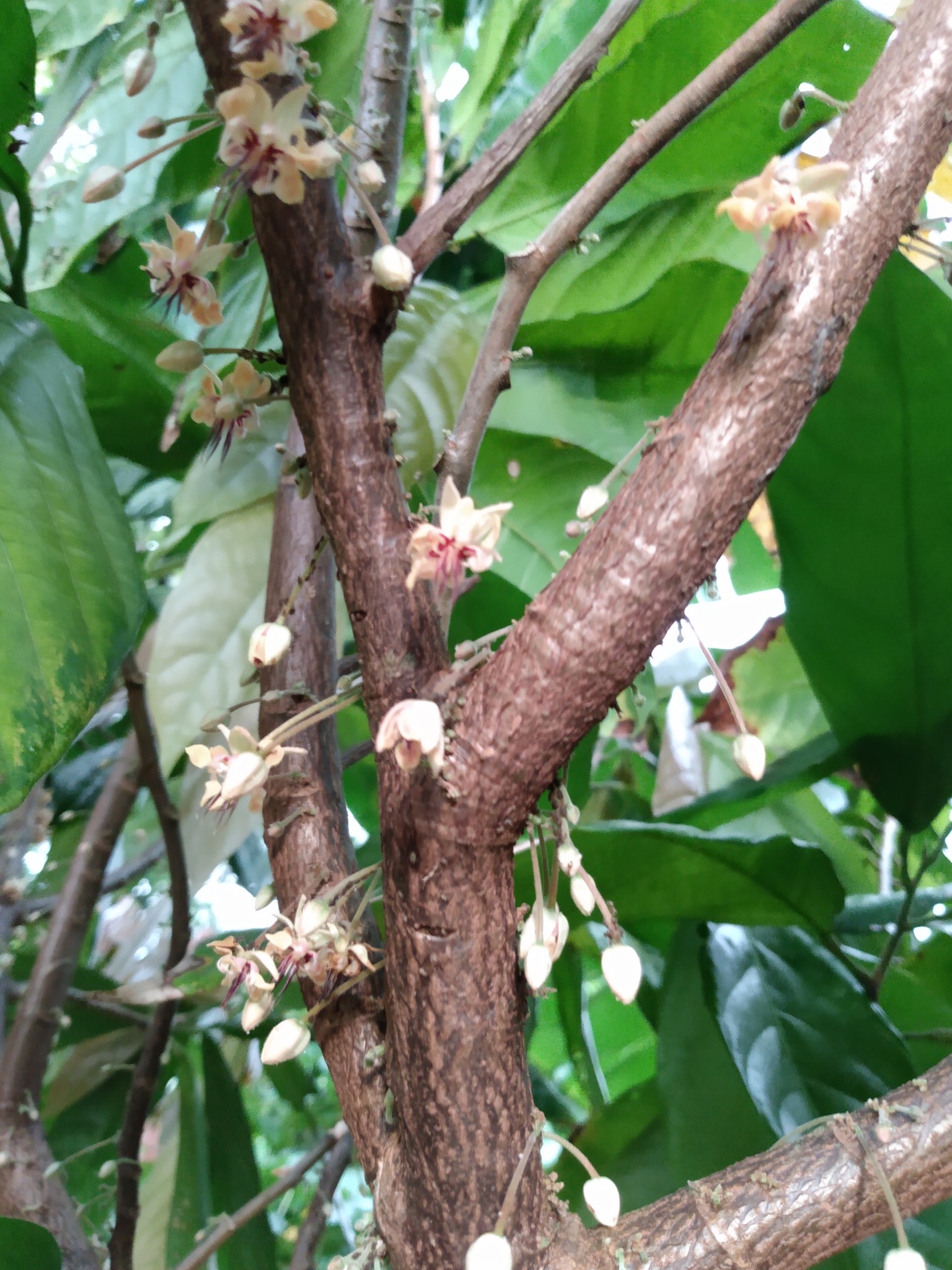 157日目:カカオを植えた