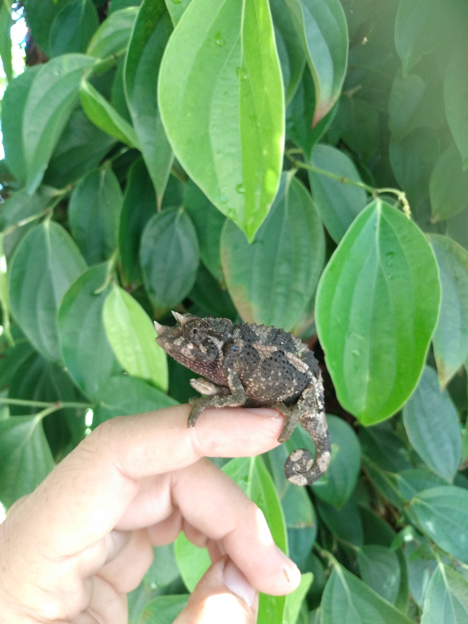159日目:グリリシデアとカメレオン