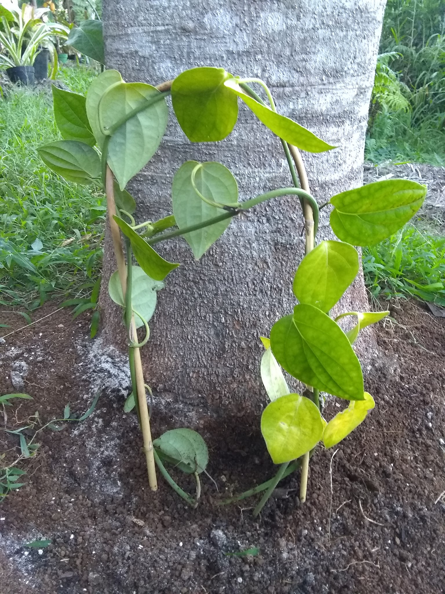 16日目:ブラックペッパーのツルを植えた