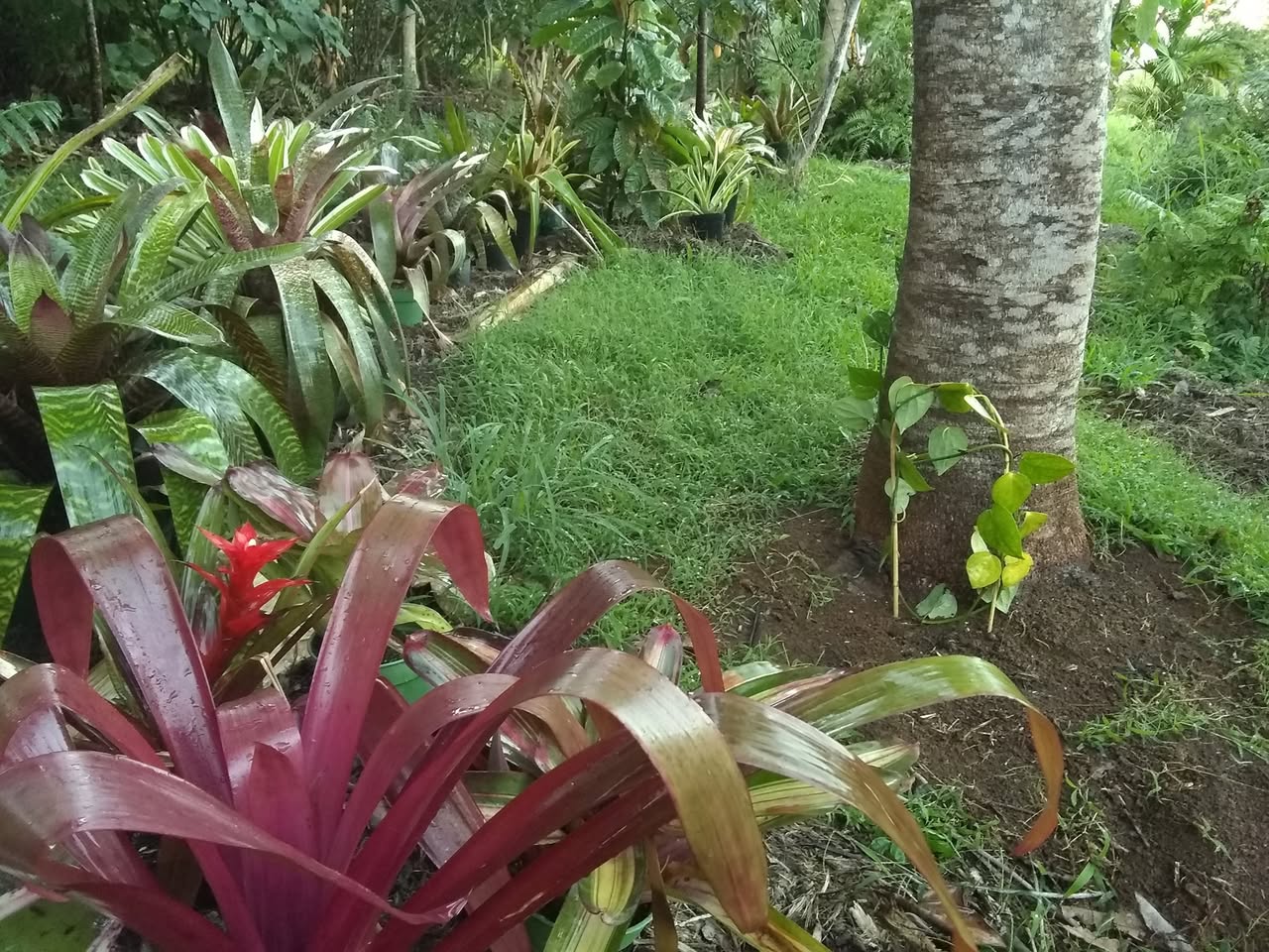 16日目:ブラックペッパーのツルを植えた
