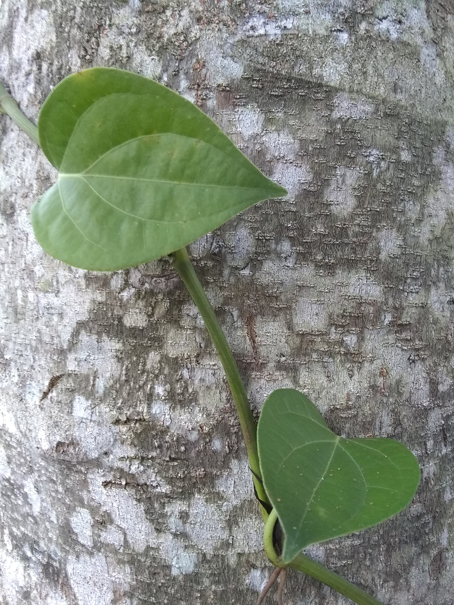 16日目:ブラックペッパーのツルを植えた