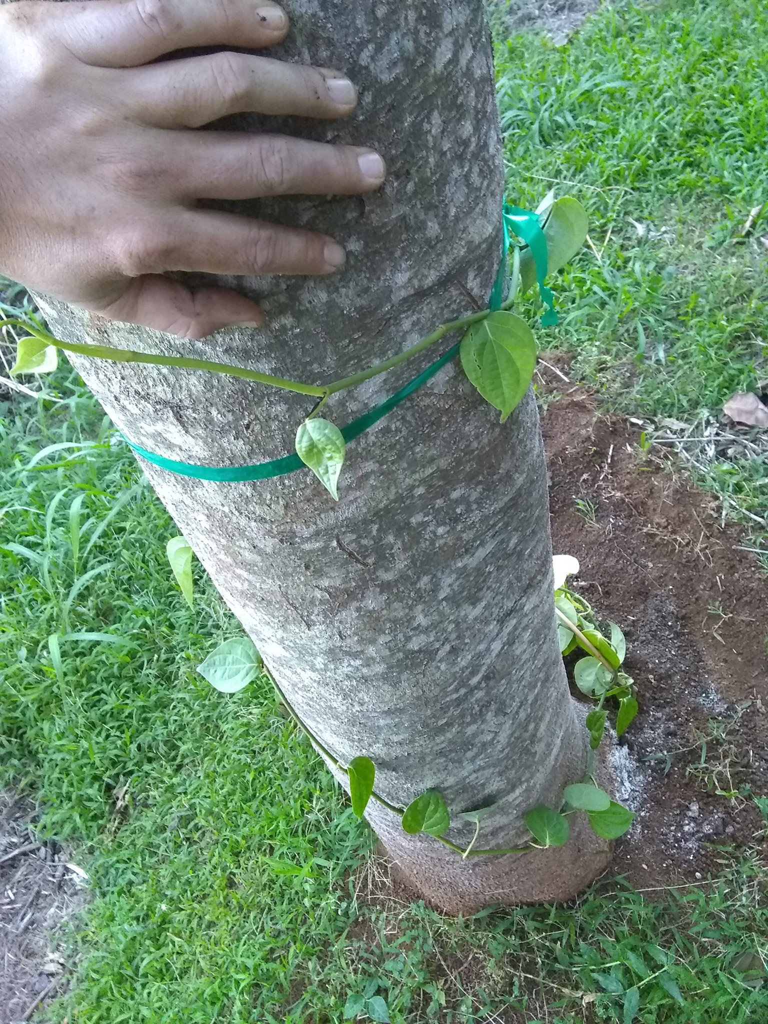 16日目:ブラックペッパーのツルを植えた