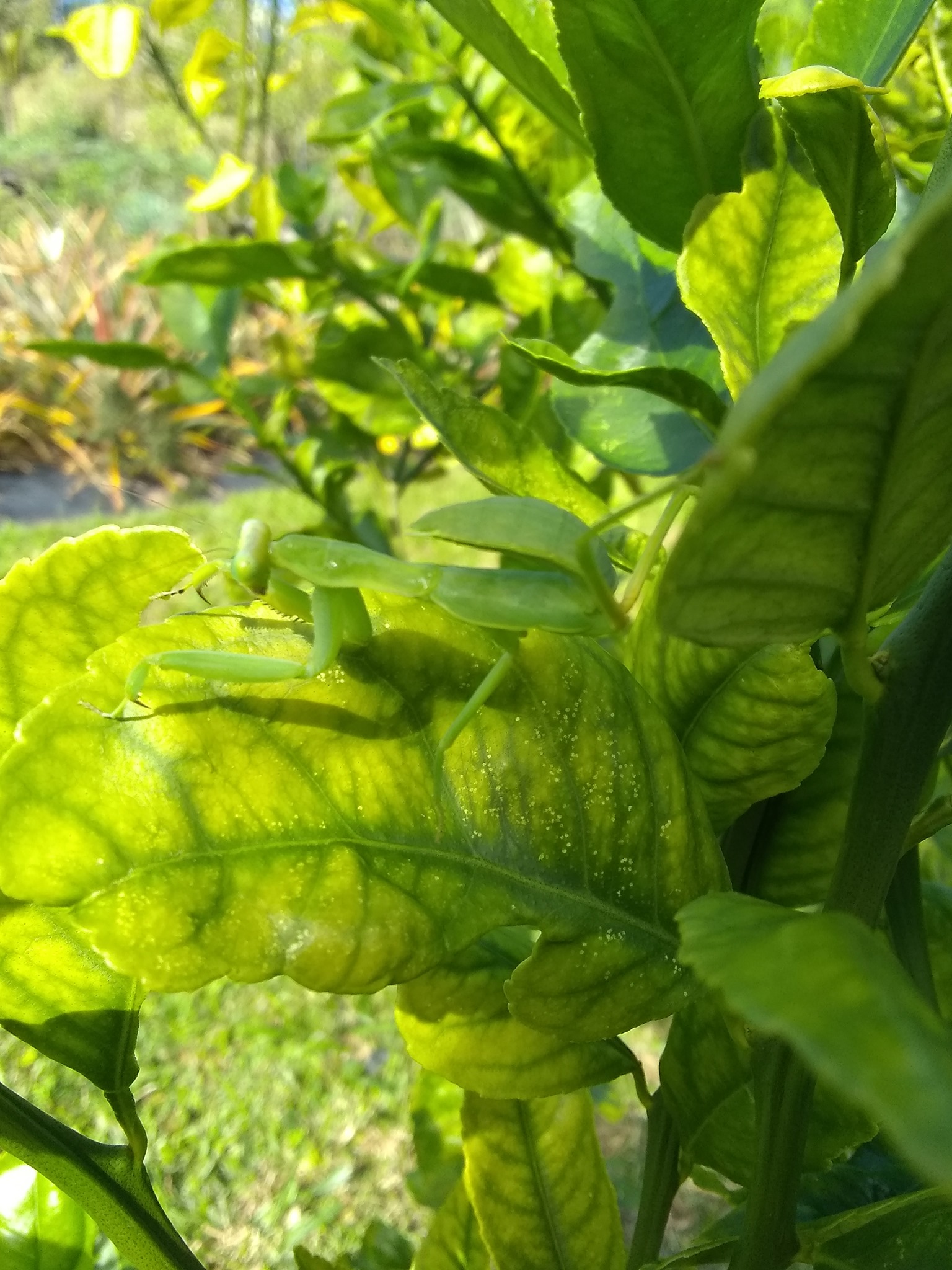 16日目:ブラックペッパーのツルを植えた