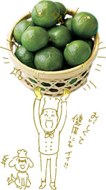 160日目:シークワーサーを植えた
