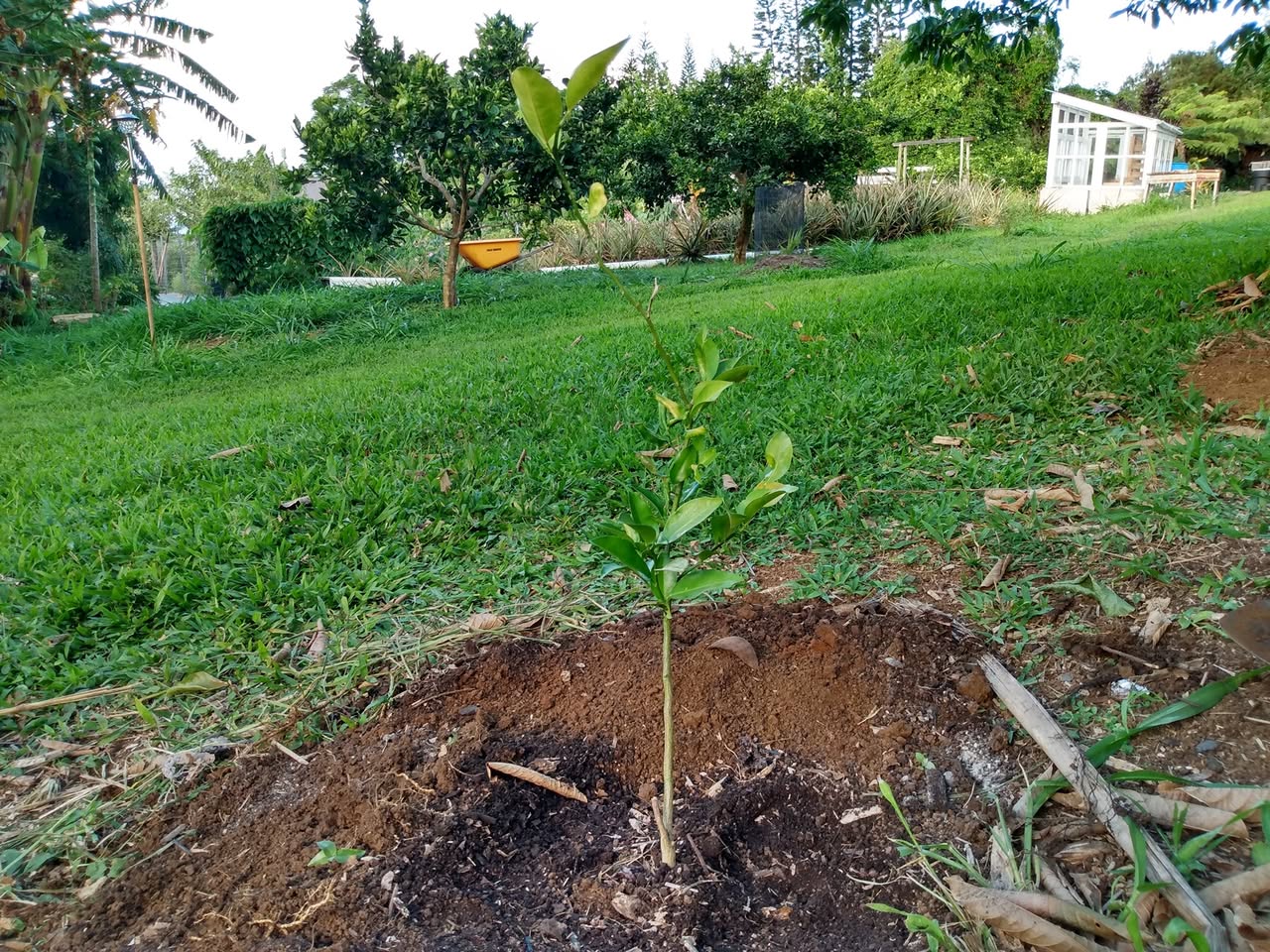 160日目:シークワーサーを植えた