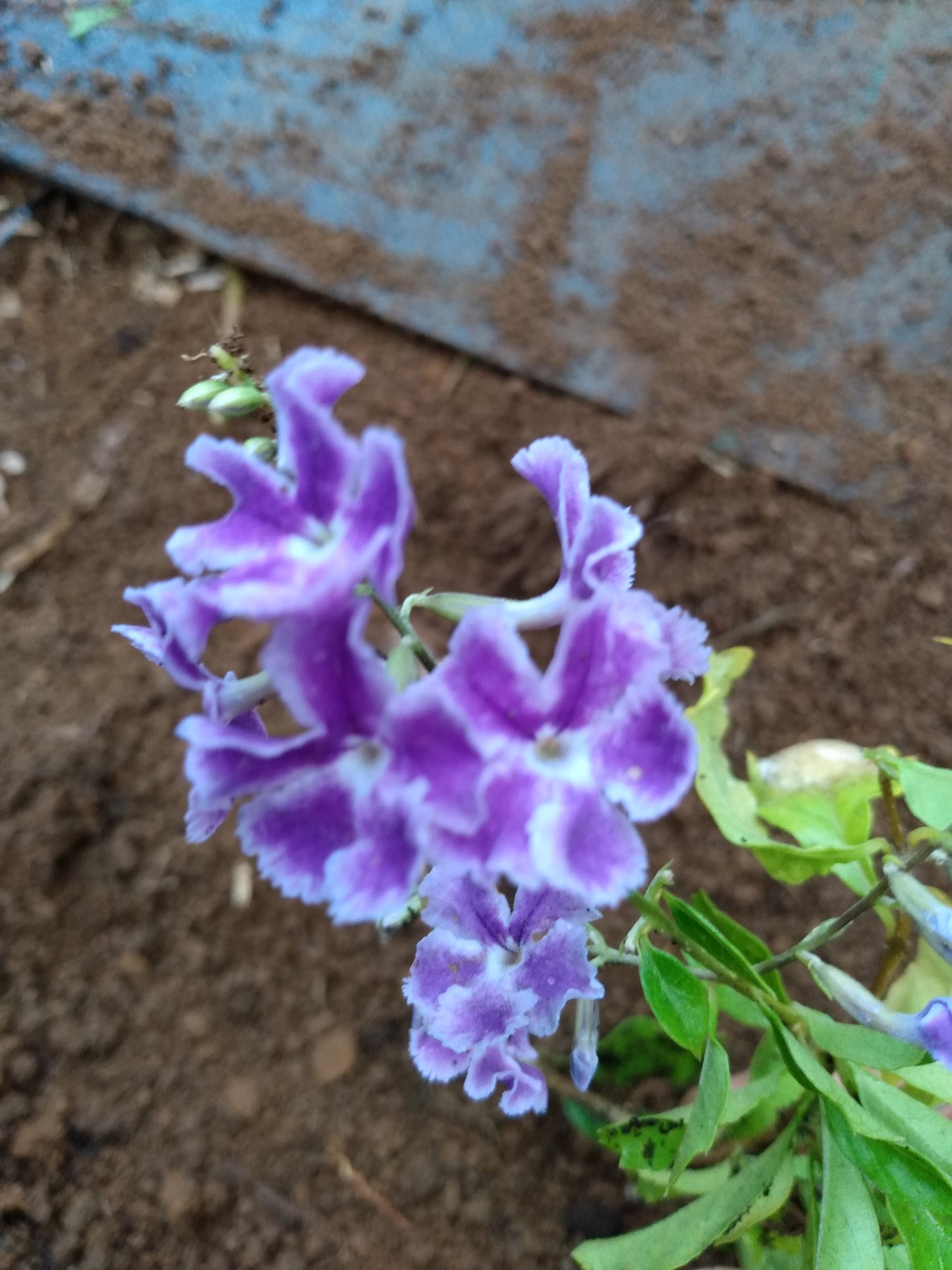 161日目:ミツバチの巣箱