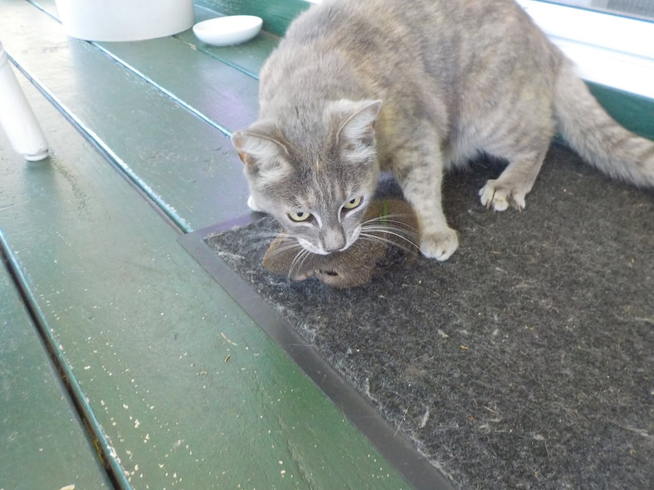 162日目:猫のMimsy