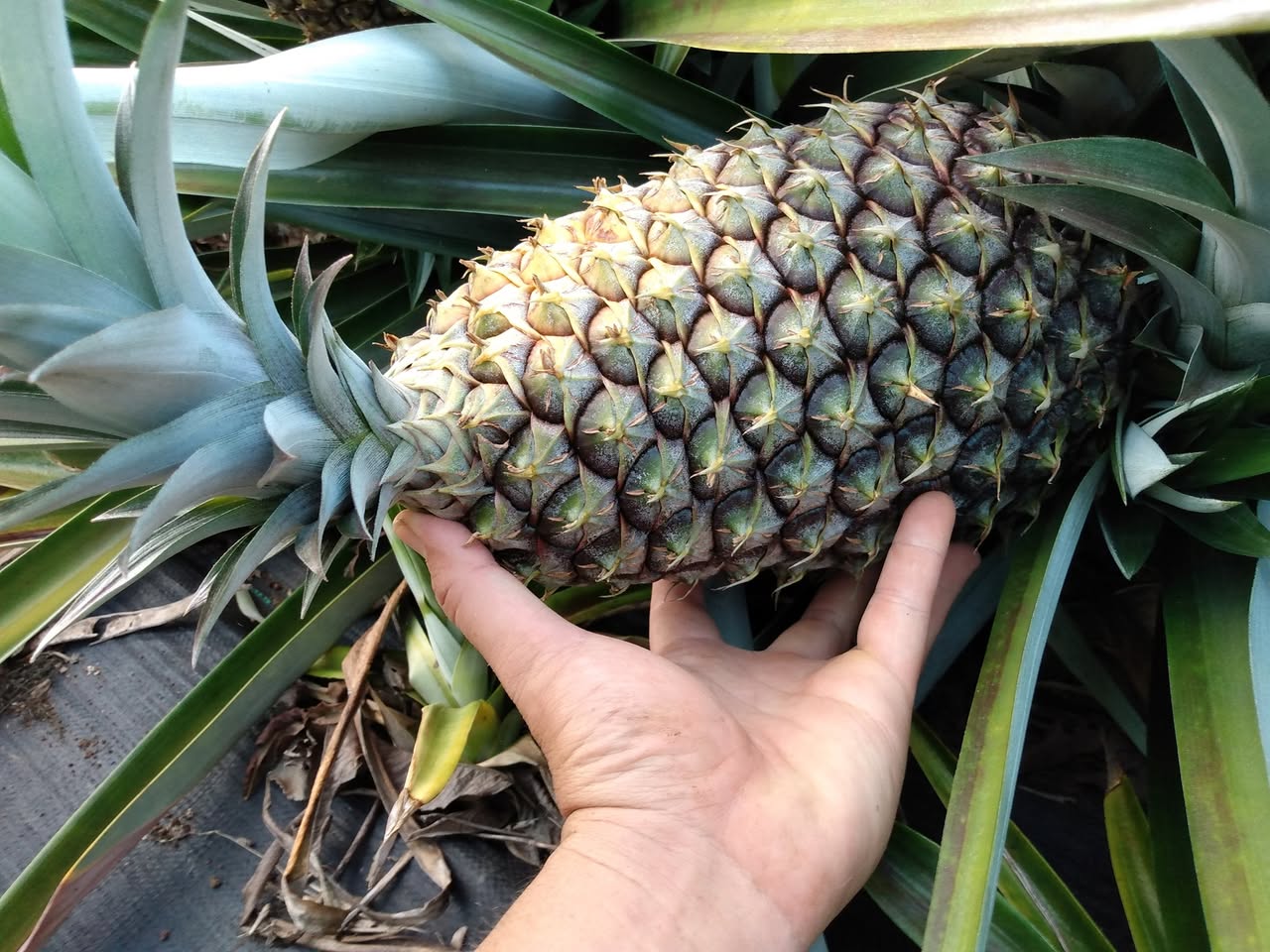 163日目:マドリーノを植えた