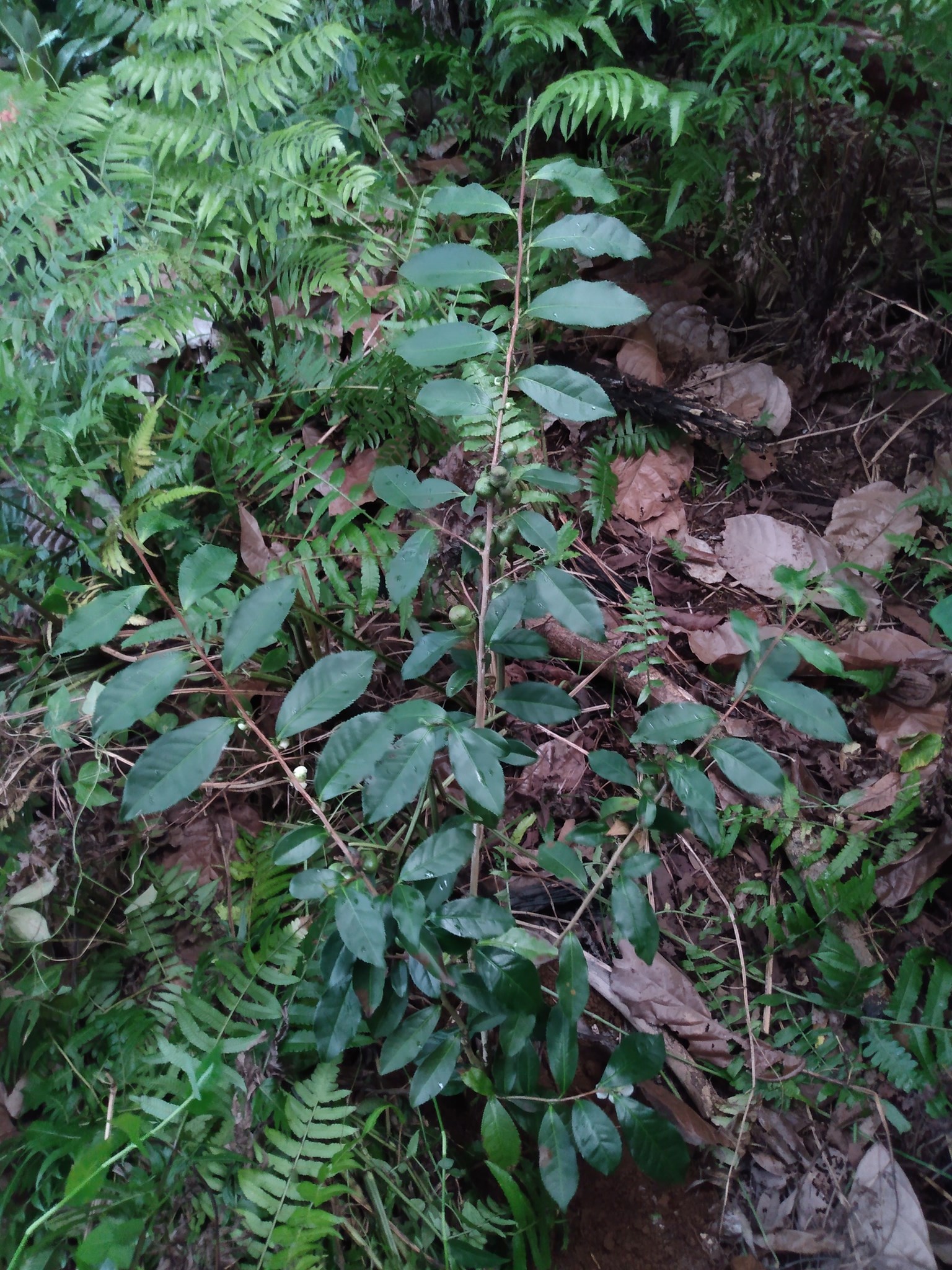 164日目:巣箱をチェック