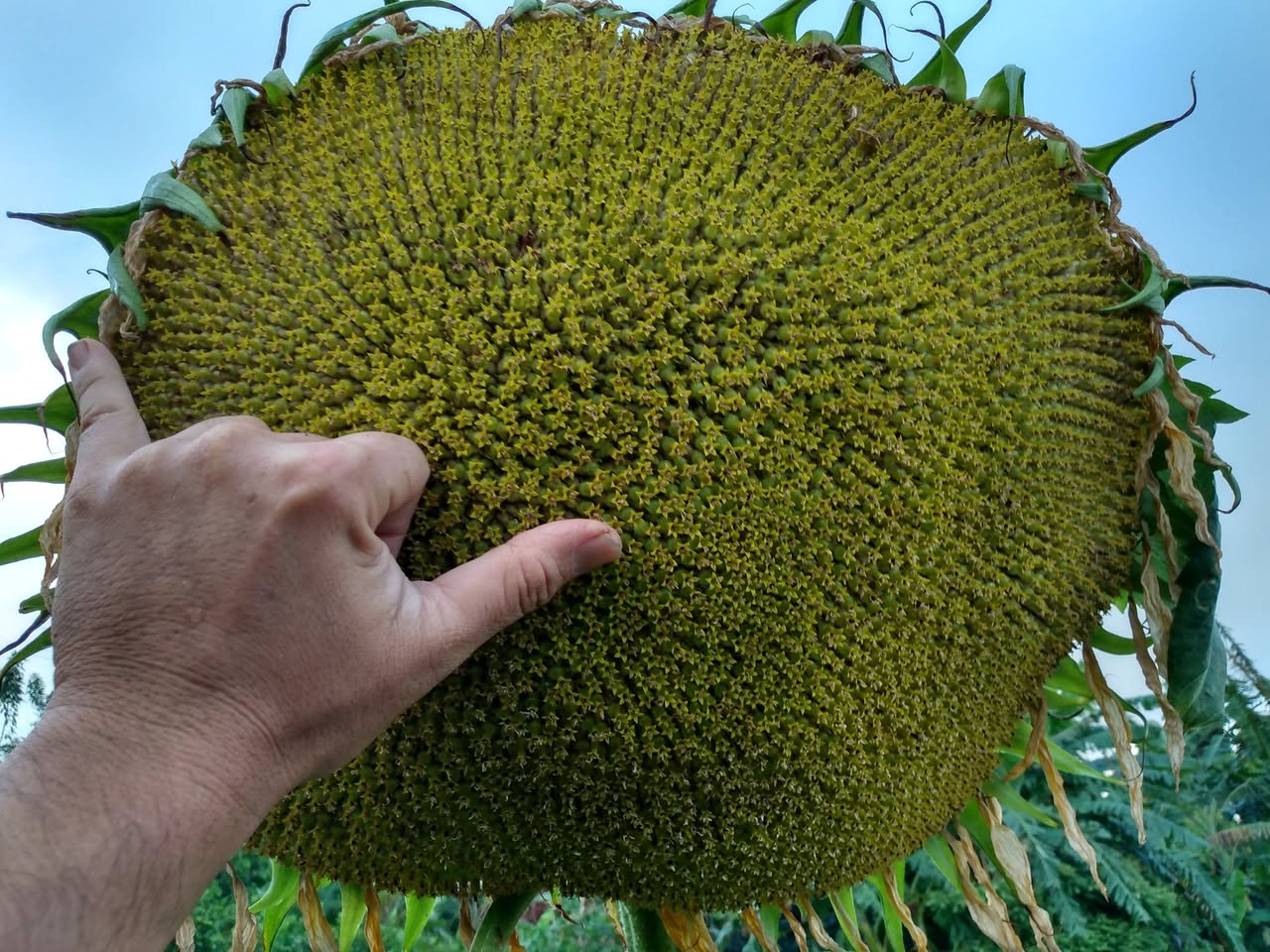 165日目:Myrciaria strigipesを植えた