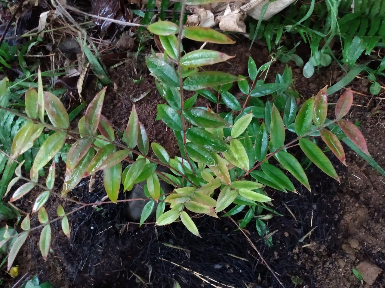 165日目:Myrciaria strigipesを植えた