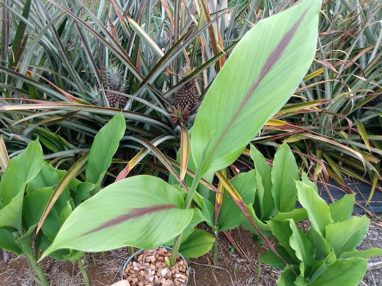 166日目:黒ウコンを植えた