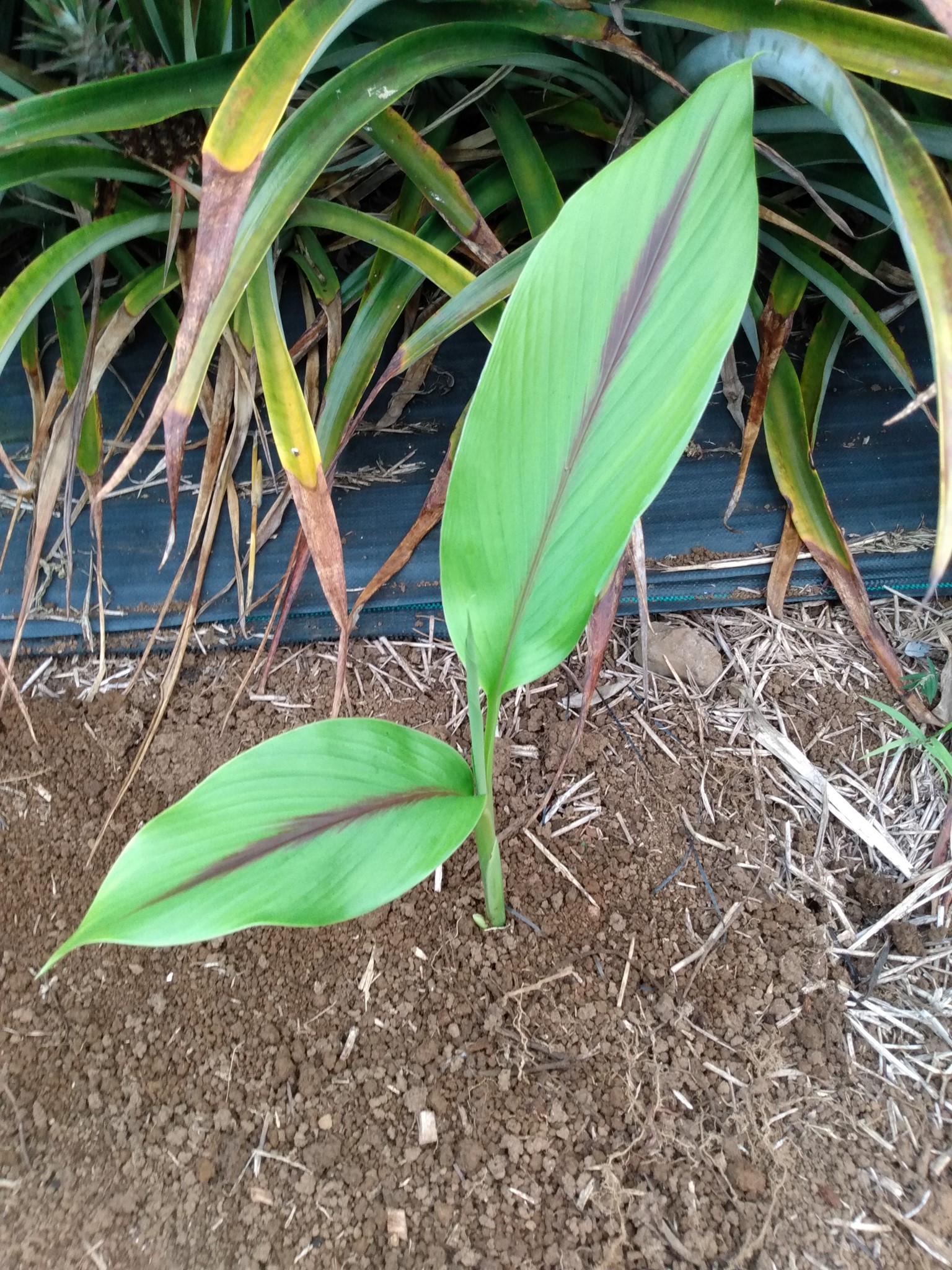166日目:黒ウコンを植えた