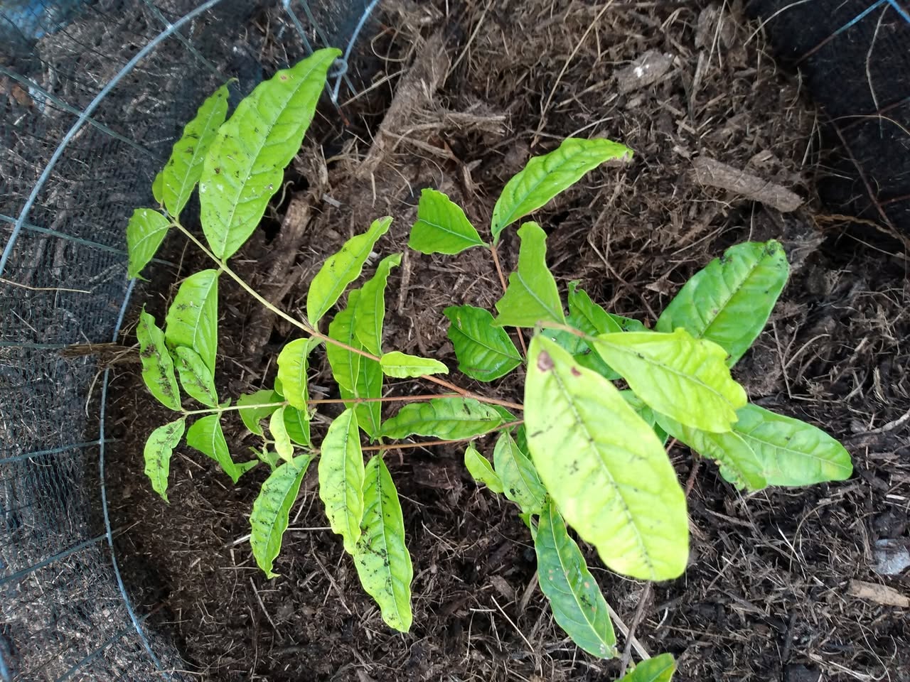 168日目:グアヤビーヤを植えた