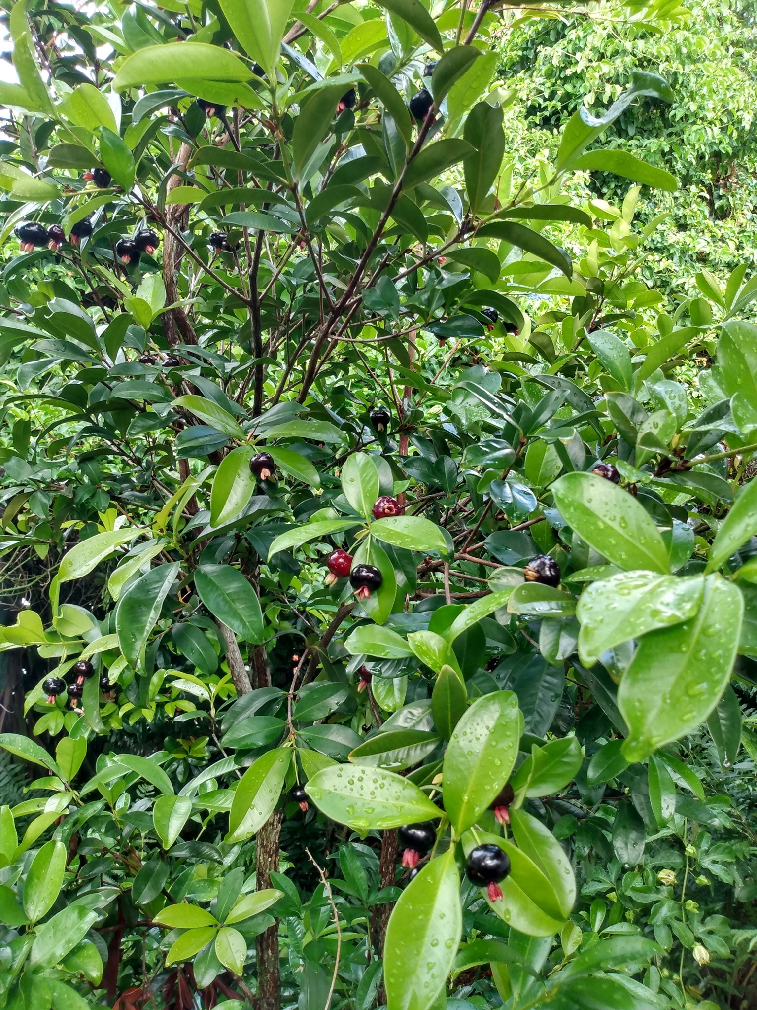 168日目:グアヤビーヤを植えた