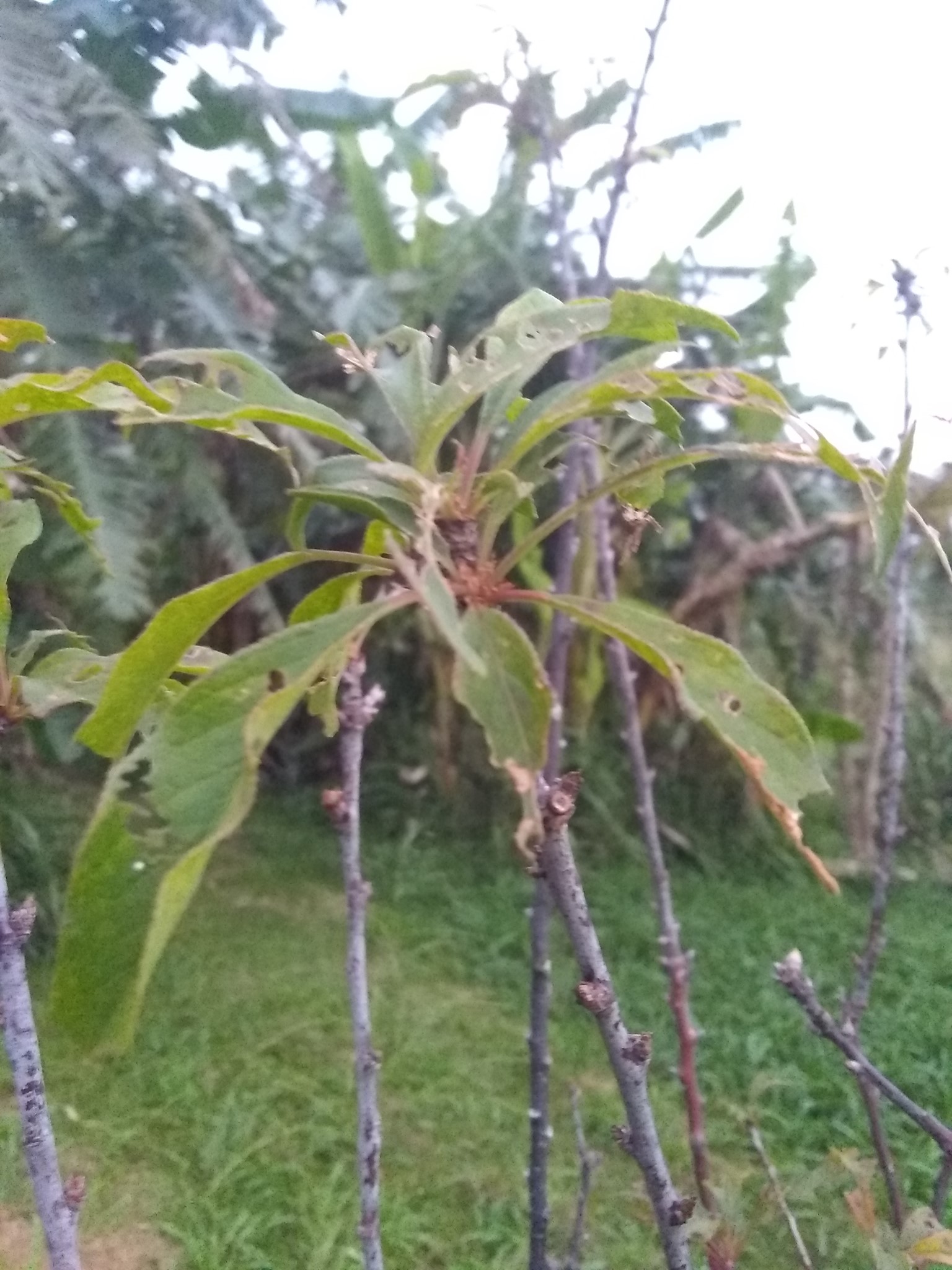 17日目:梅の木を植えた