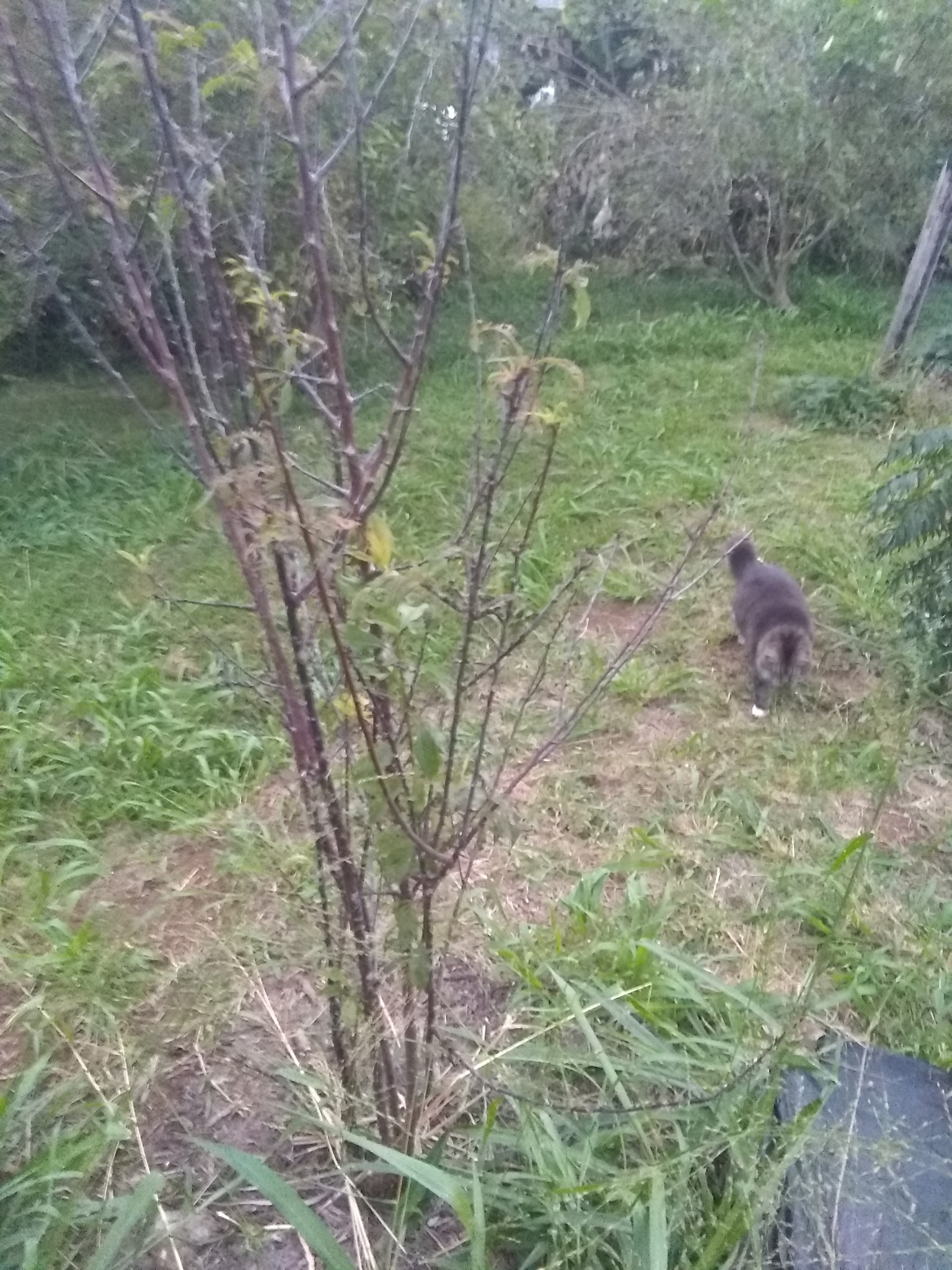 17日目:梅の木を植えた