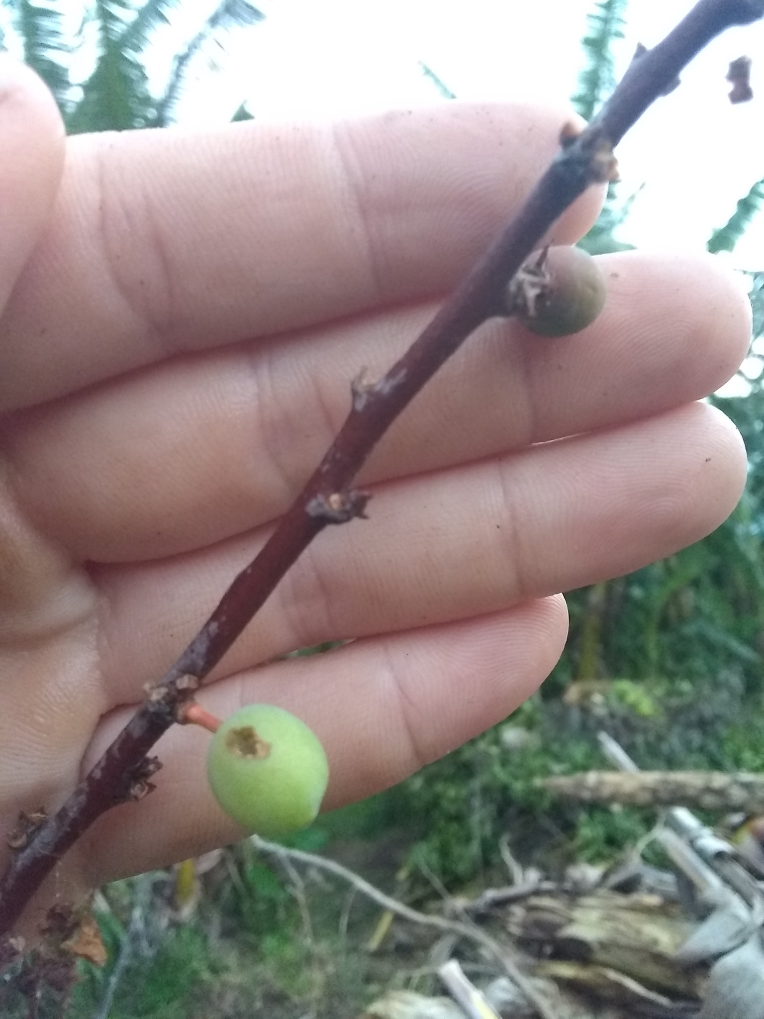 17日目:梅の木を植えた