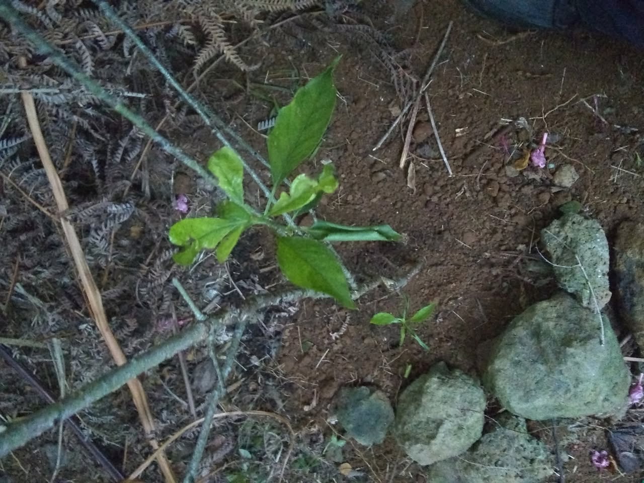 17日目:梅の木を植えた