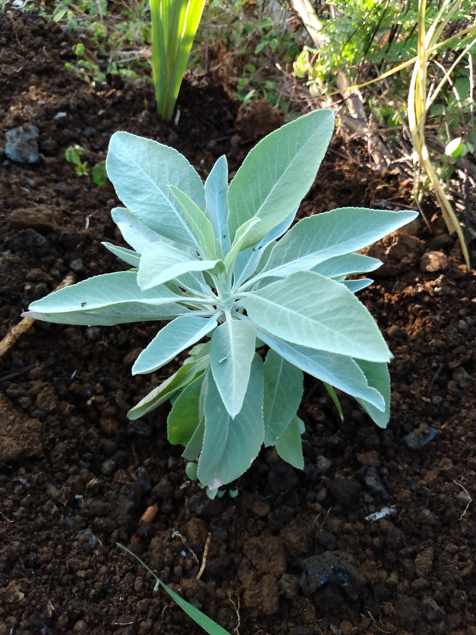 170日目:白セージを植えた