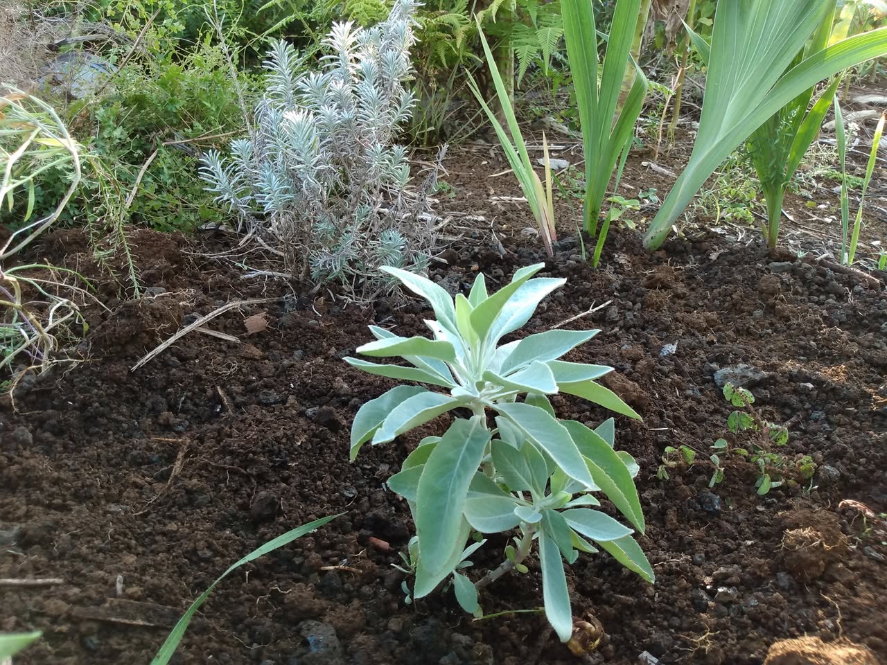 170日目:白セージを植えた