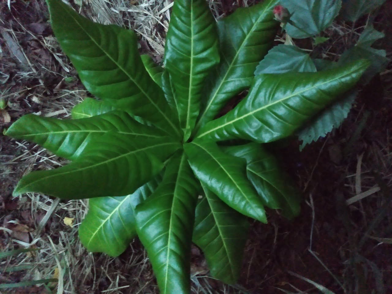 171日目:カットナッツを植えた