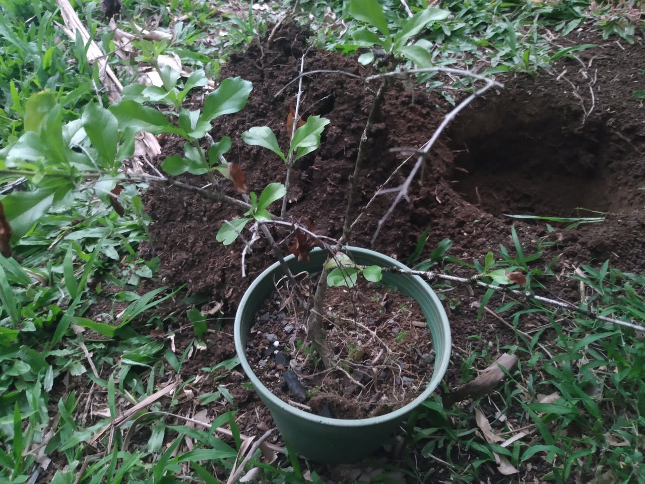172日目:ドランタを植えた