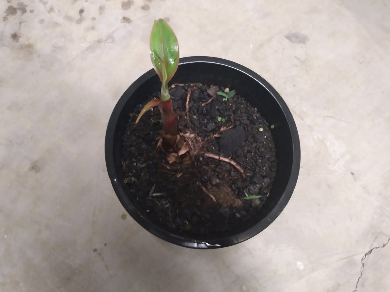 173日目:謎のバナナを植えた