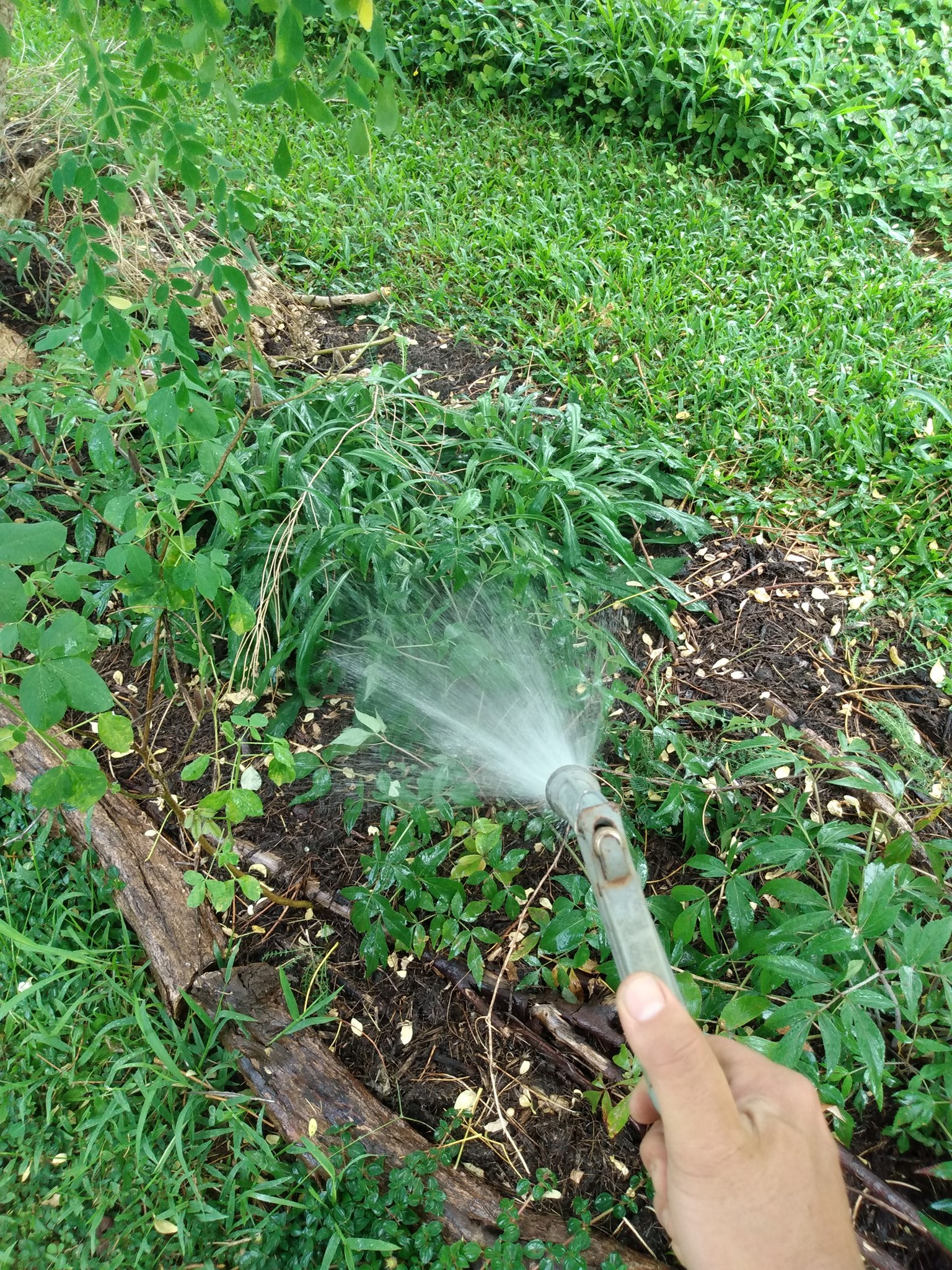 174日目:マイレを植えた